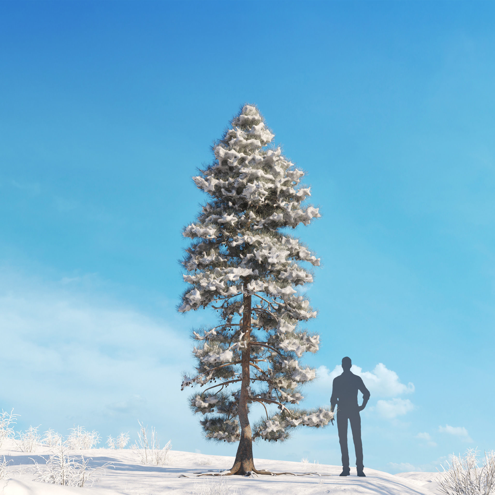 Archmodels vol 278 - collection of winter trees 3D model_31