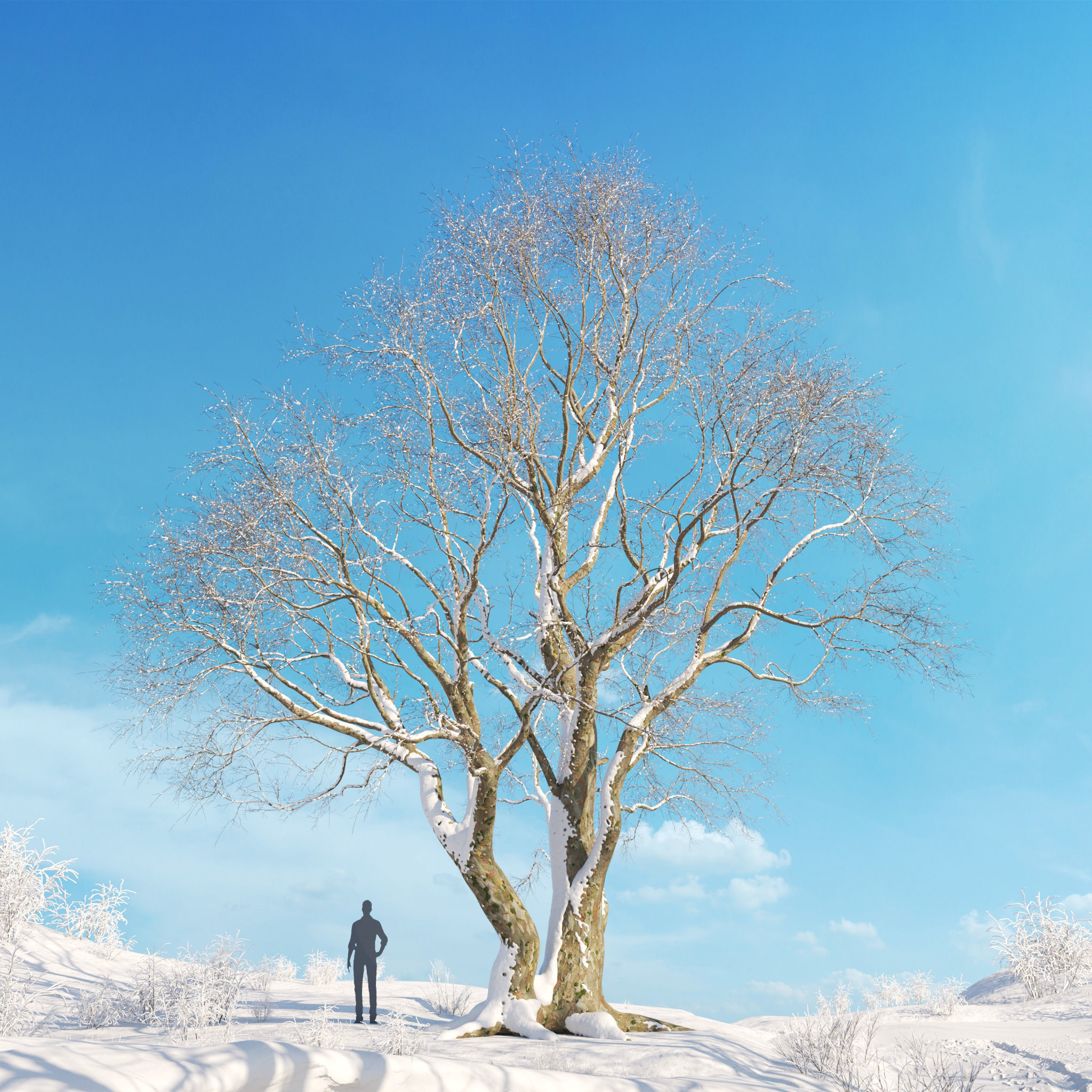 Archmodels vol 278 - collection of winter trees 3D model_52