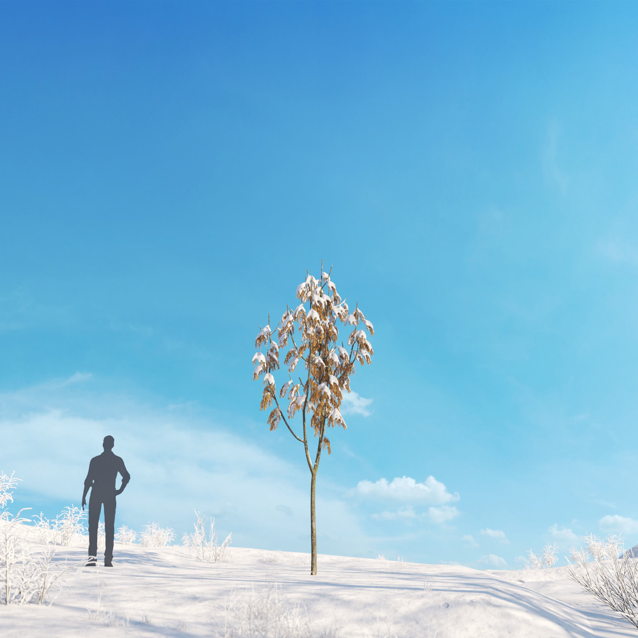 Archmodels vol 278 - collection of winter trees 3D model_28