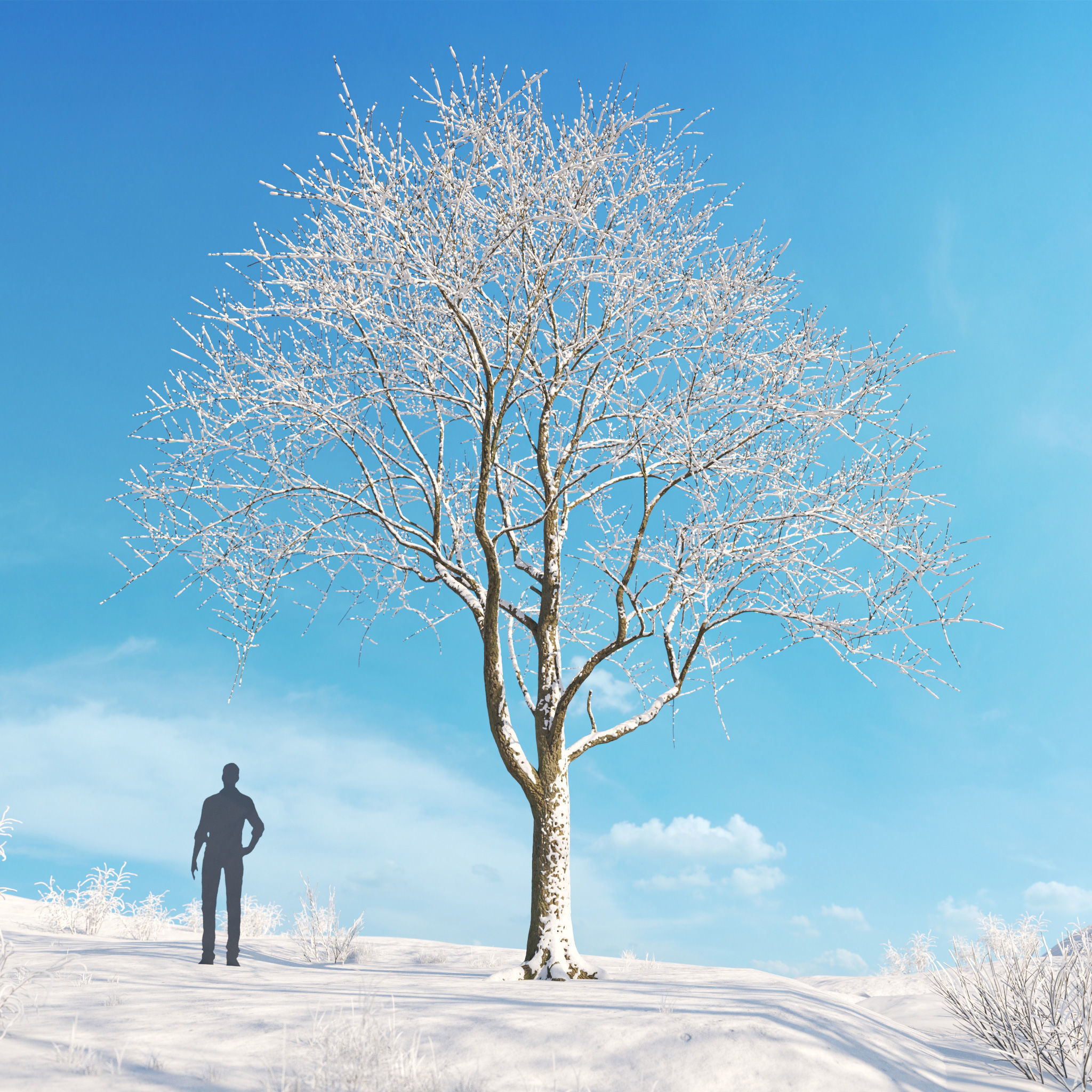 Archmodels vol 278 - collection of winter trees 3D model_6