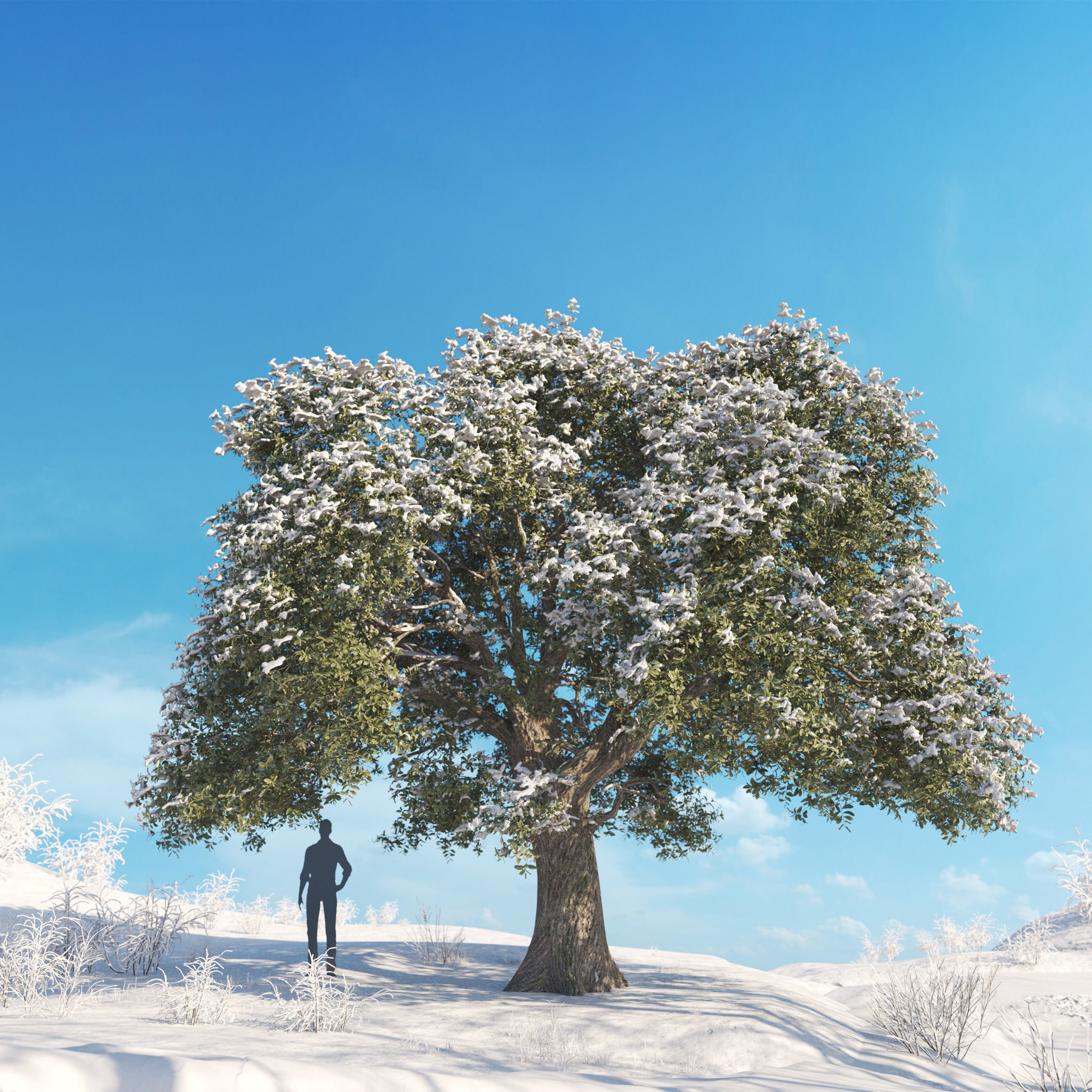 Archmodels vol 278 - collection of winter trees 3D model_54