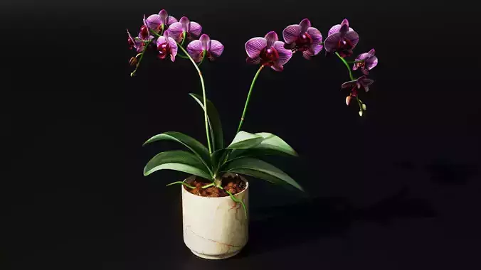 Orchid Low-poly 3D model