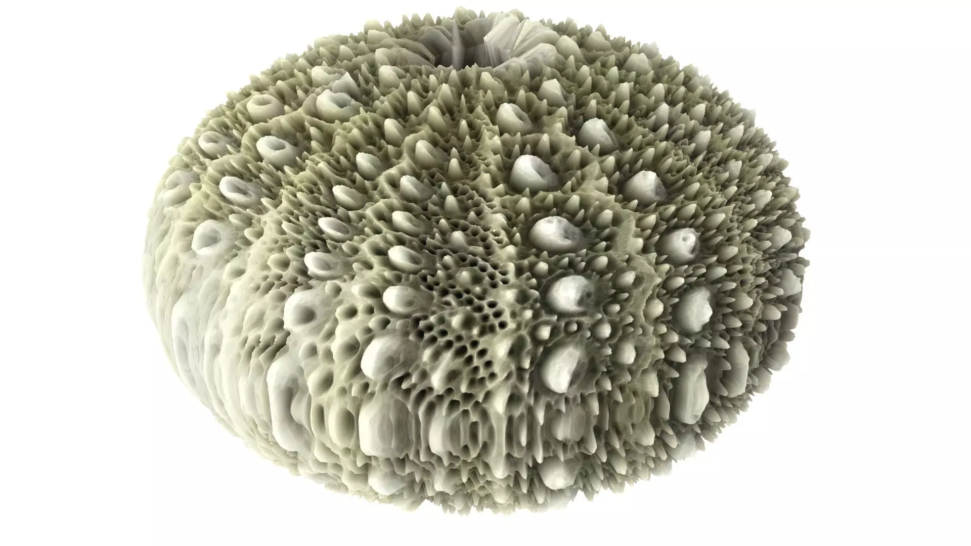 Sea Urchin Shell 3D model