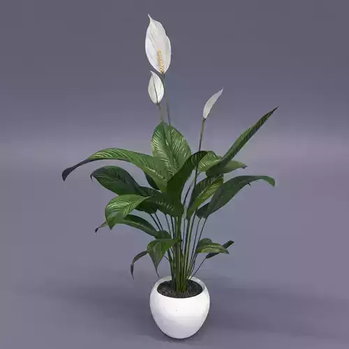 Peace Lily  3D model