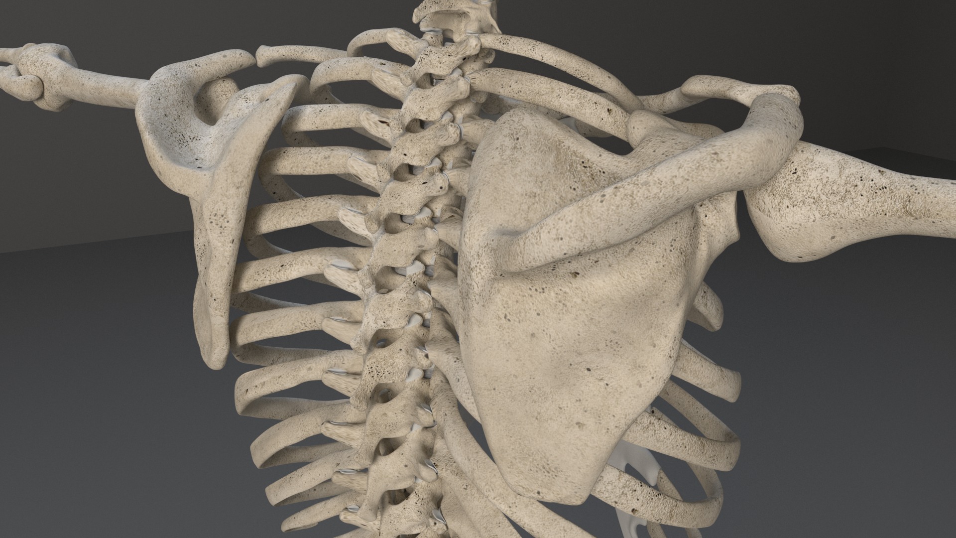Human Skeleton 3D model_22