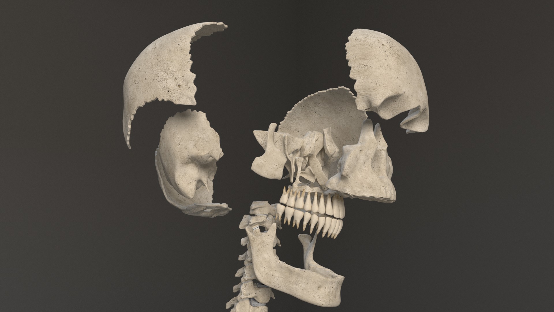 Human Skeleton 3D model_12