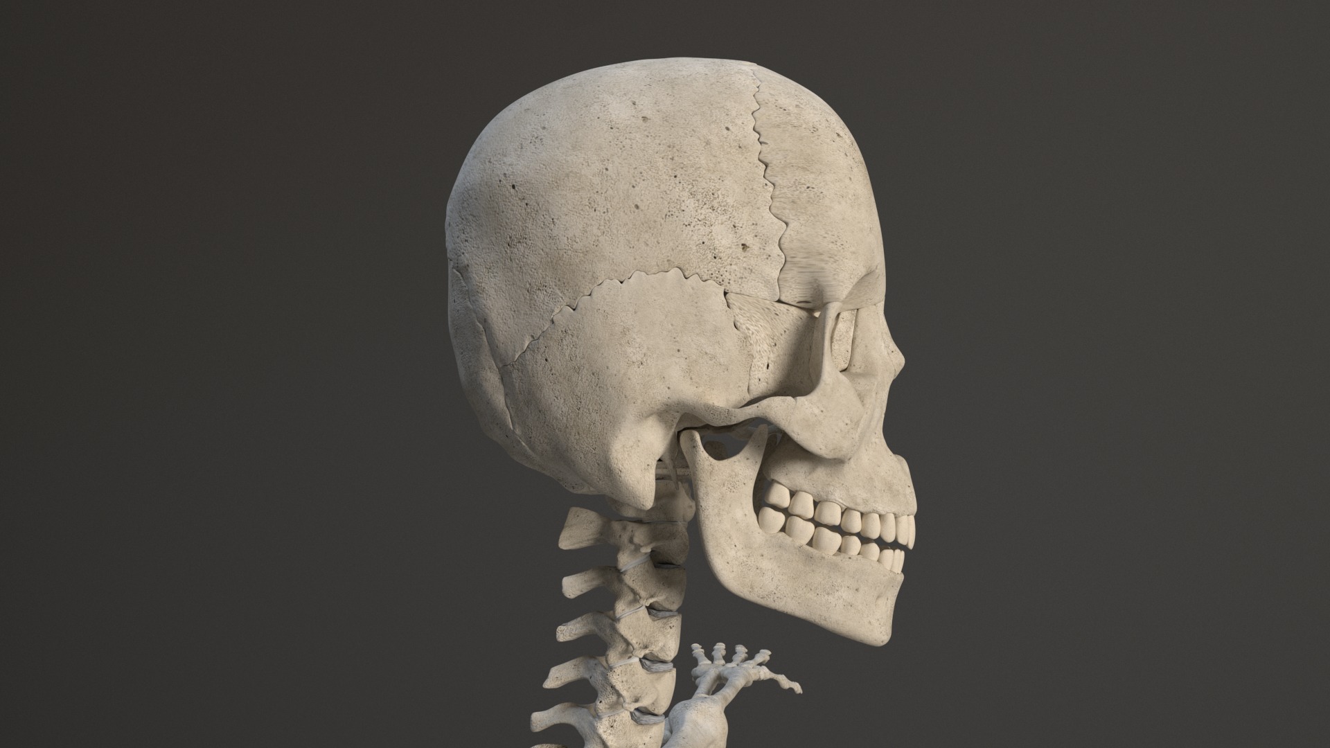 Human Skeleton 3D model_7