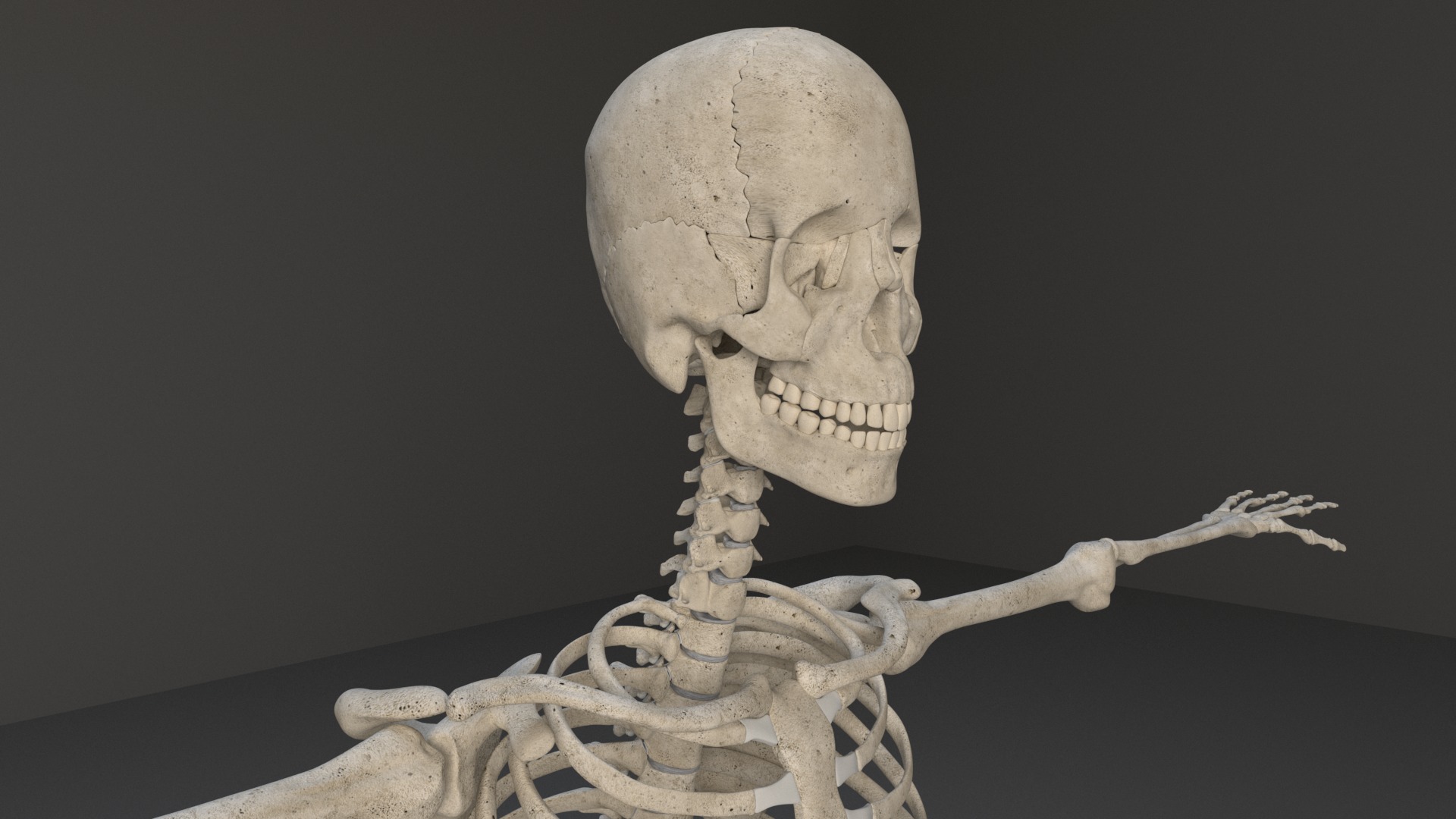 Human Skeleton 3D model_11