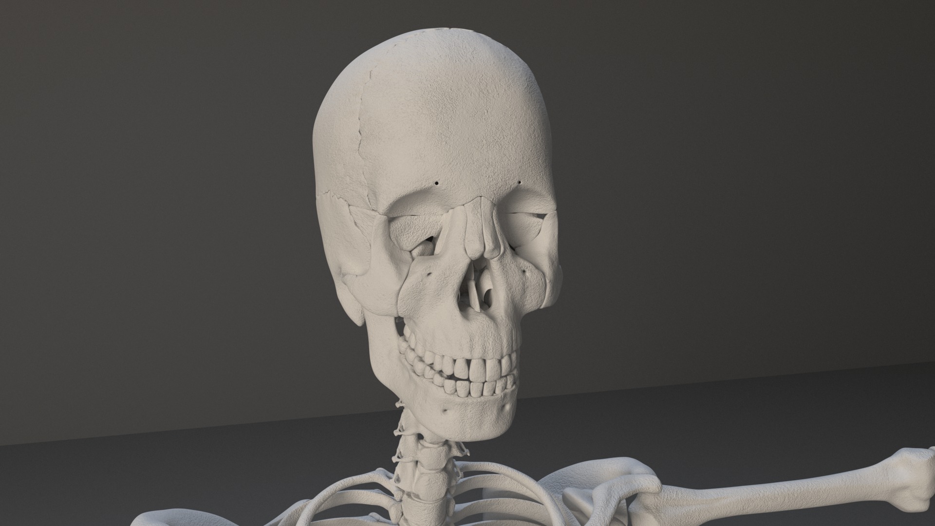 Human Skeleton 3D model_23