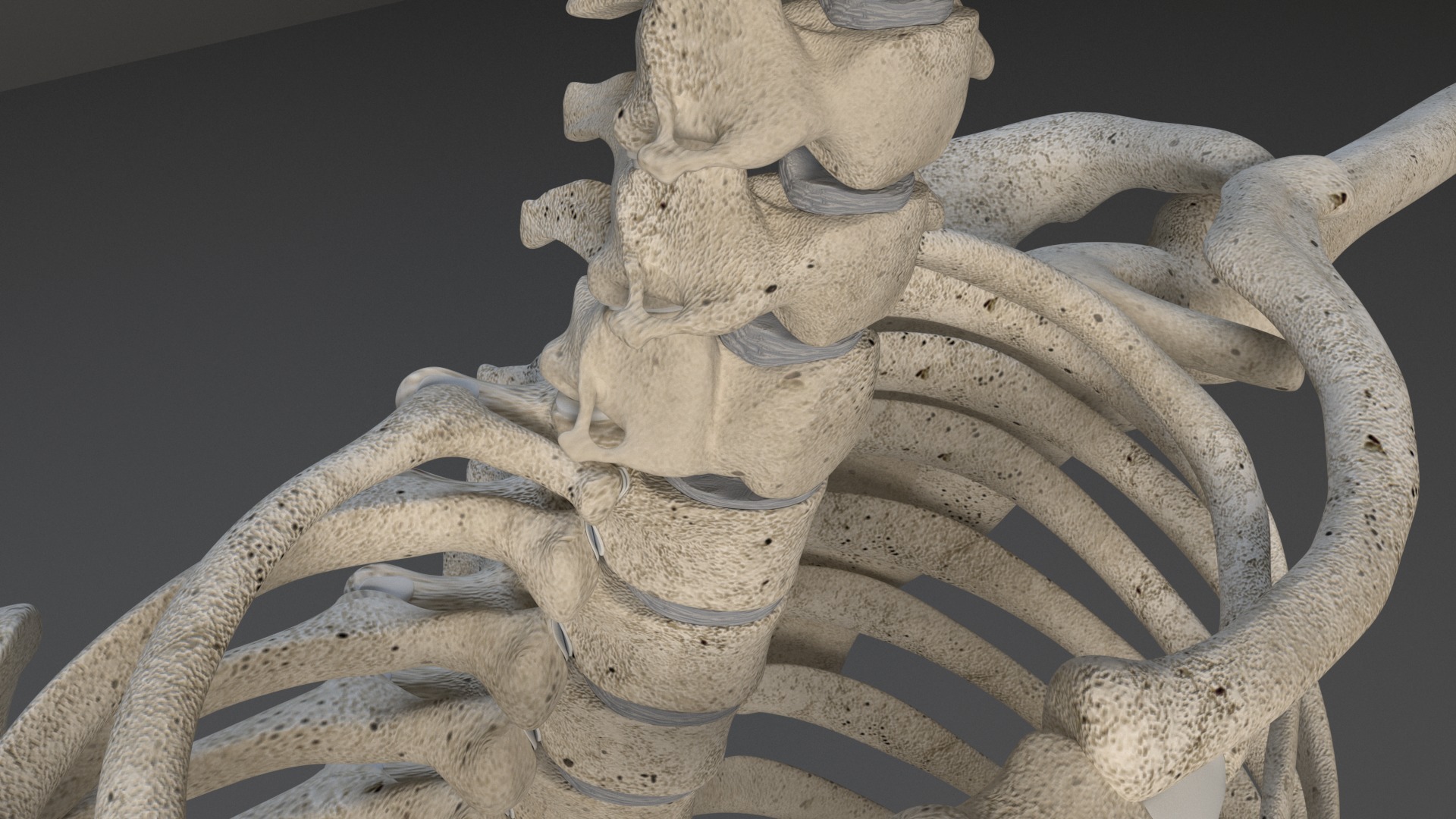 Human Skeleton 3D model_29