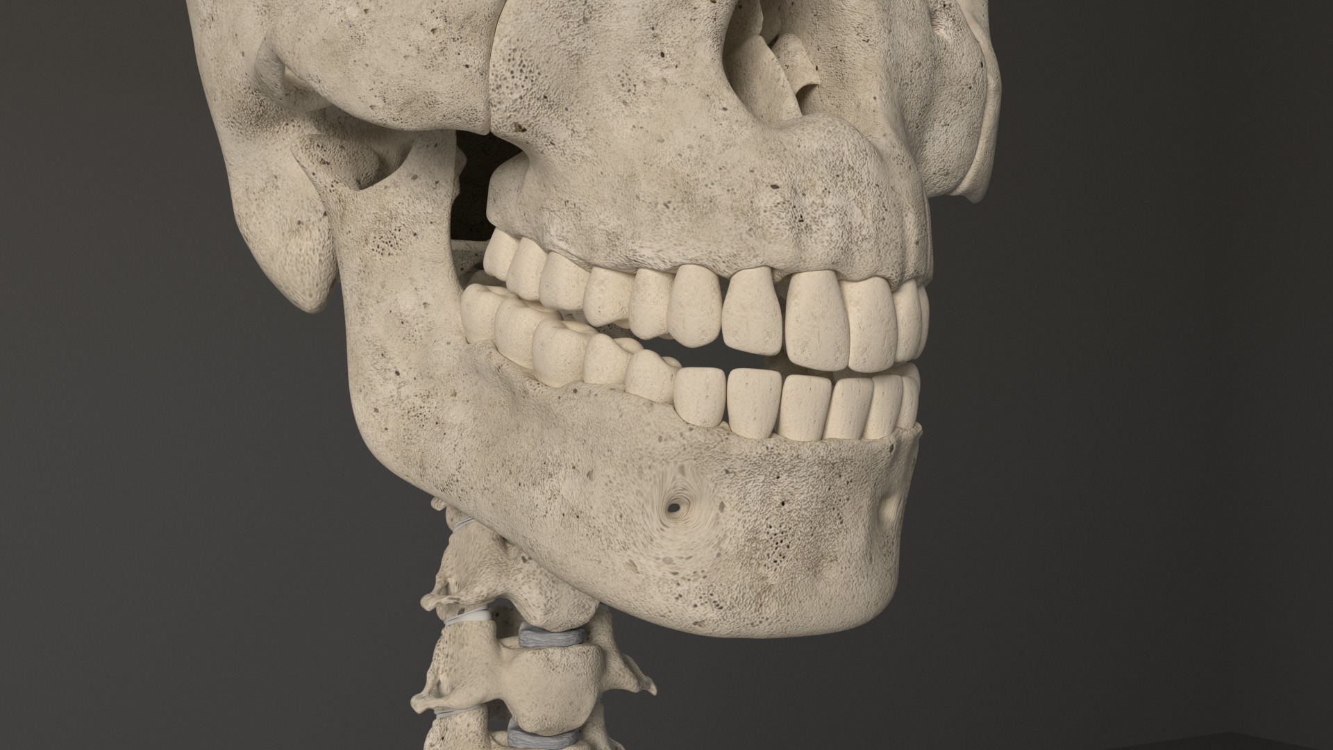 Human Skeleton 3D model_10