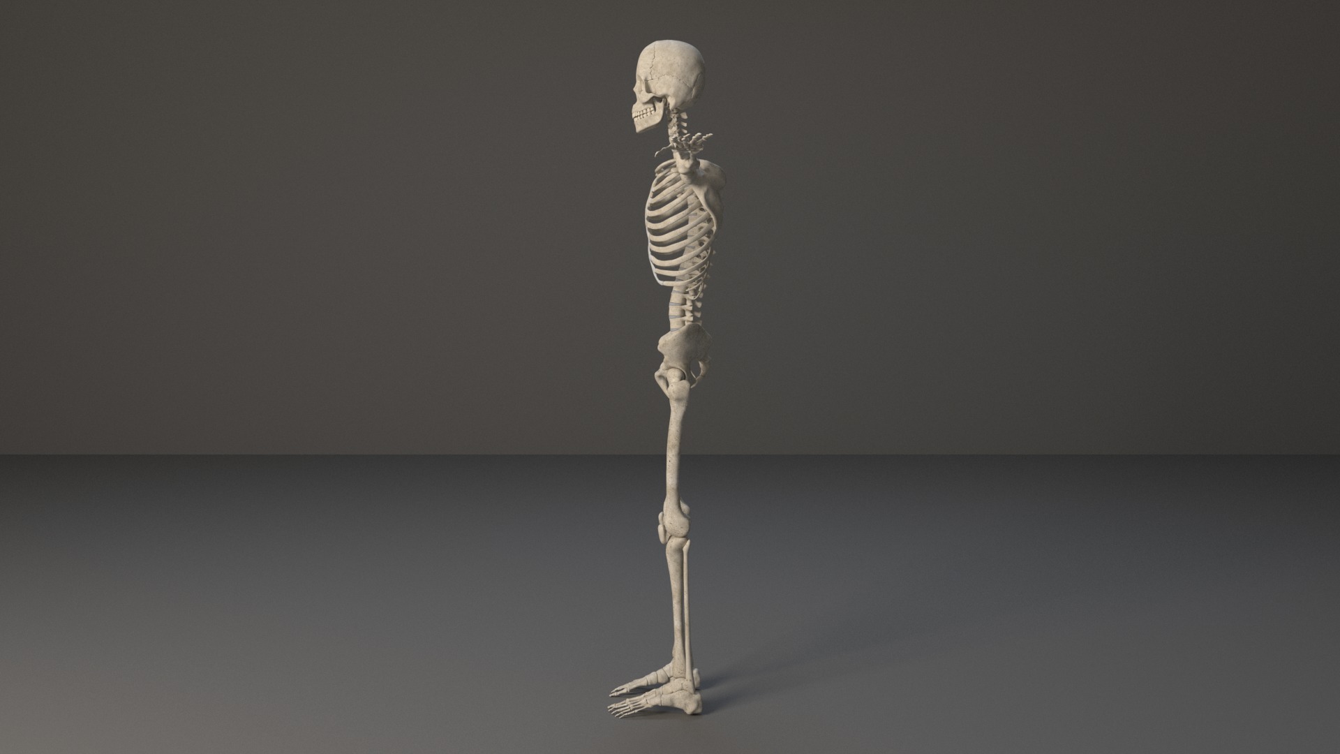 Human Skeleton 3D model_1
