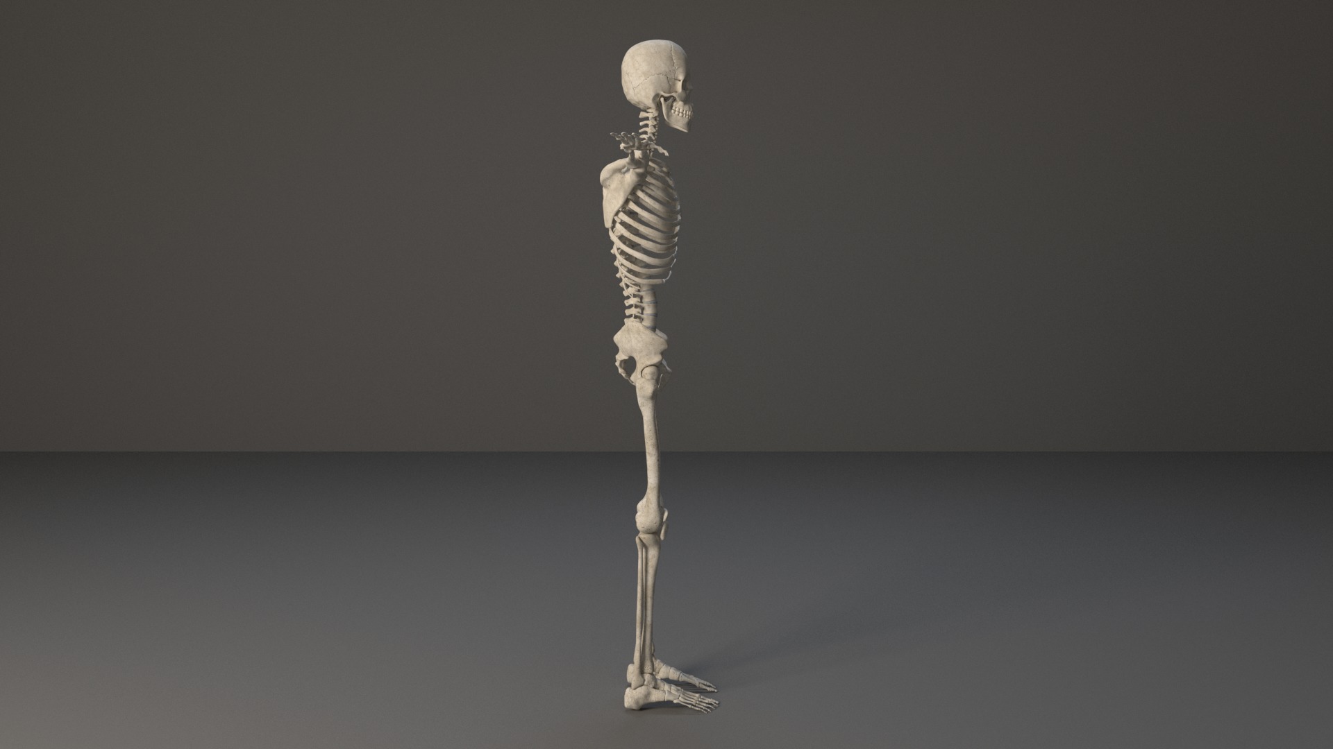 Human Skeleton 3D model_3