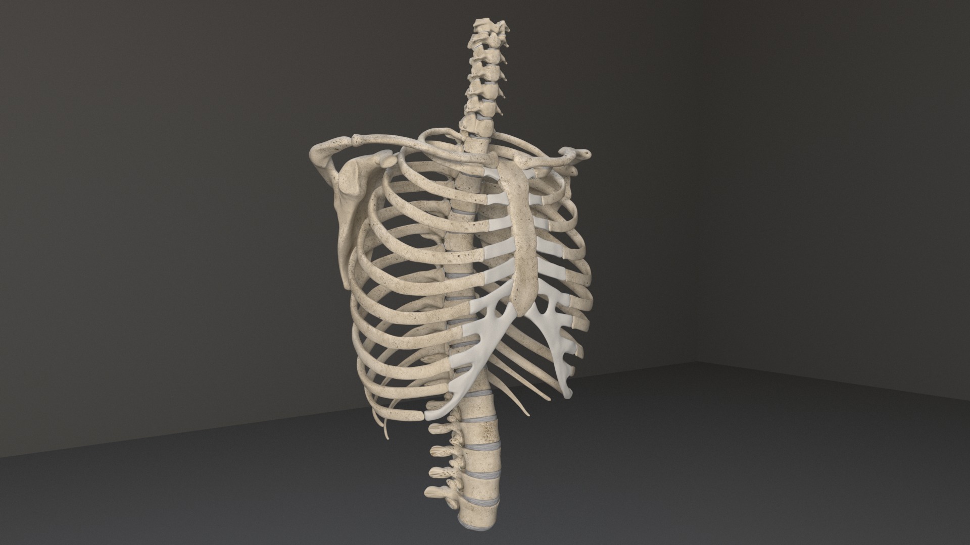 Human Skeleton 3D model_13