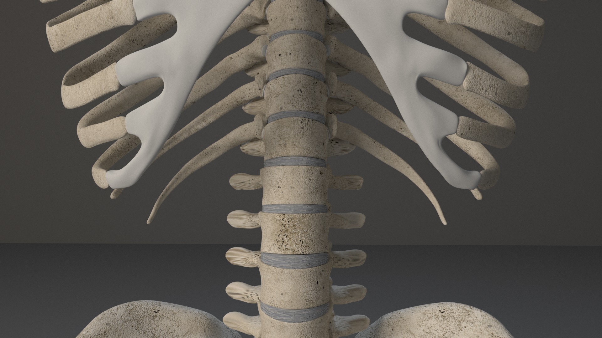 Human Skeleton 3D model_27