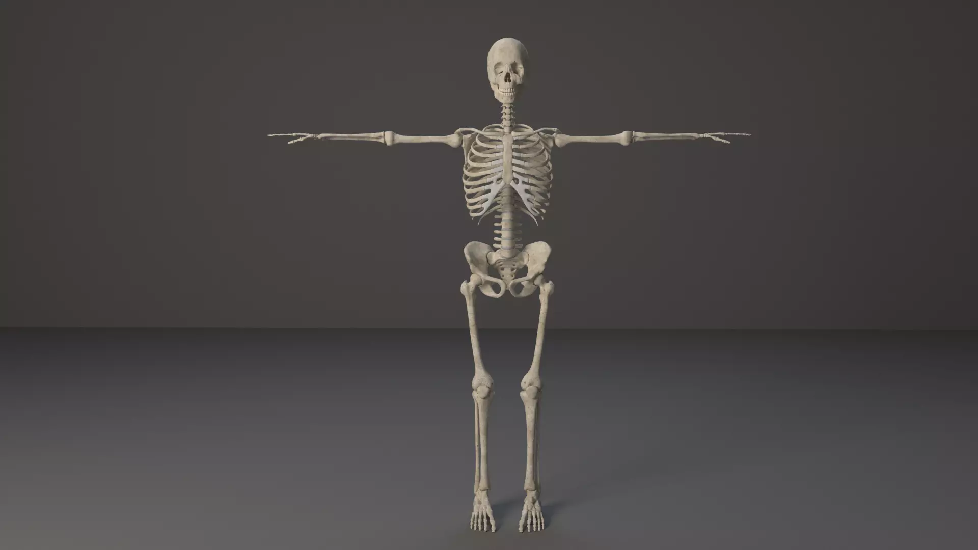Human Skeleton 3D model_0