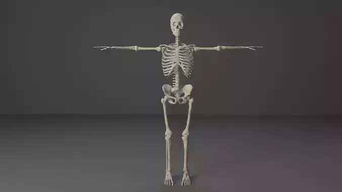 Human Skeleton