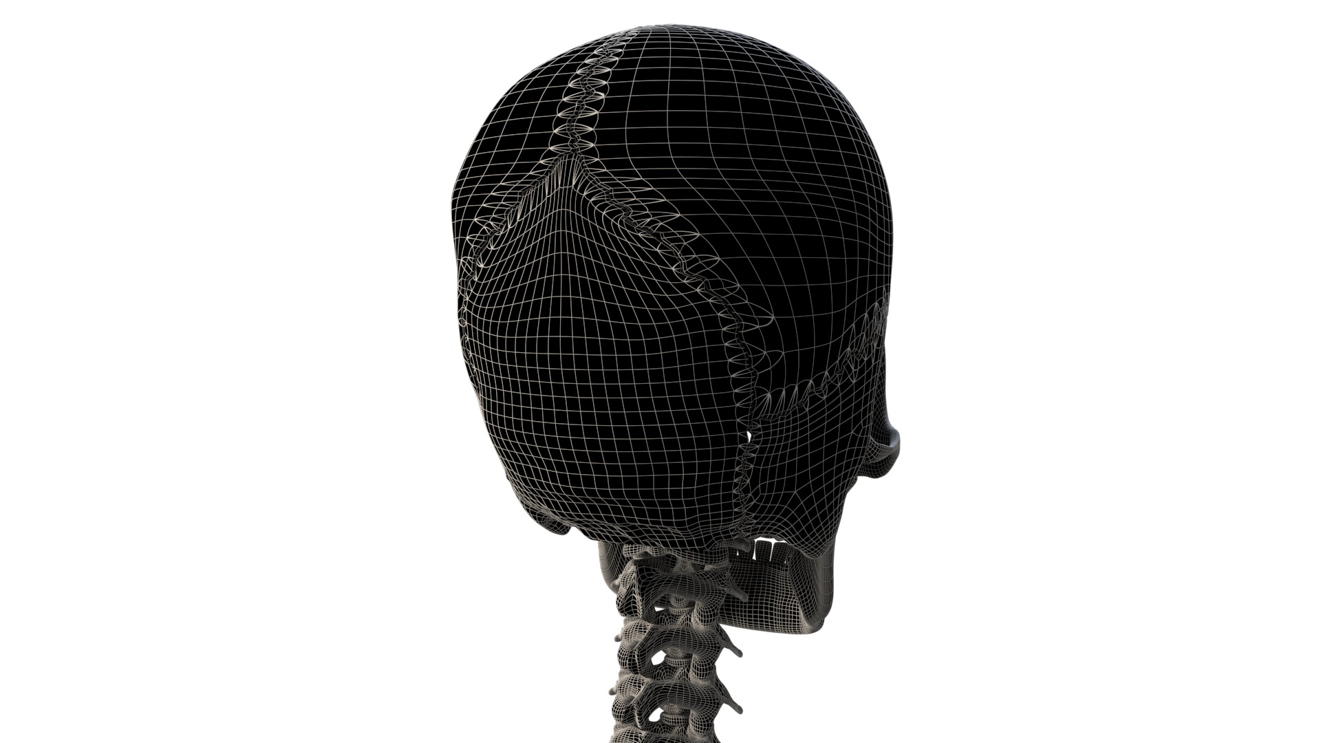 Human Skeleton 3D model_21