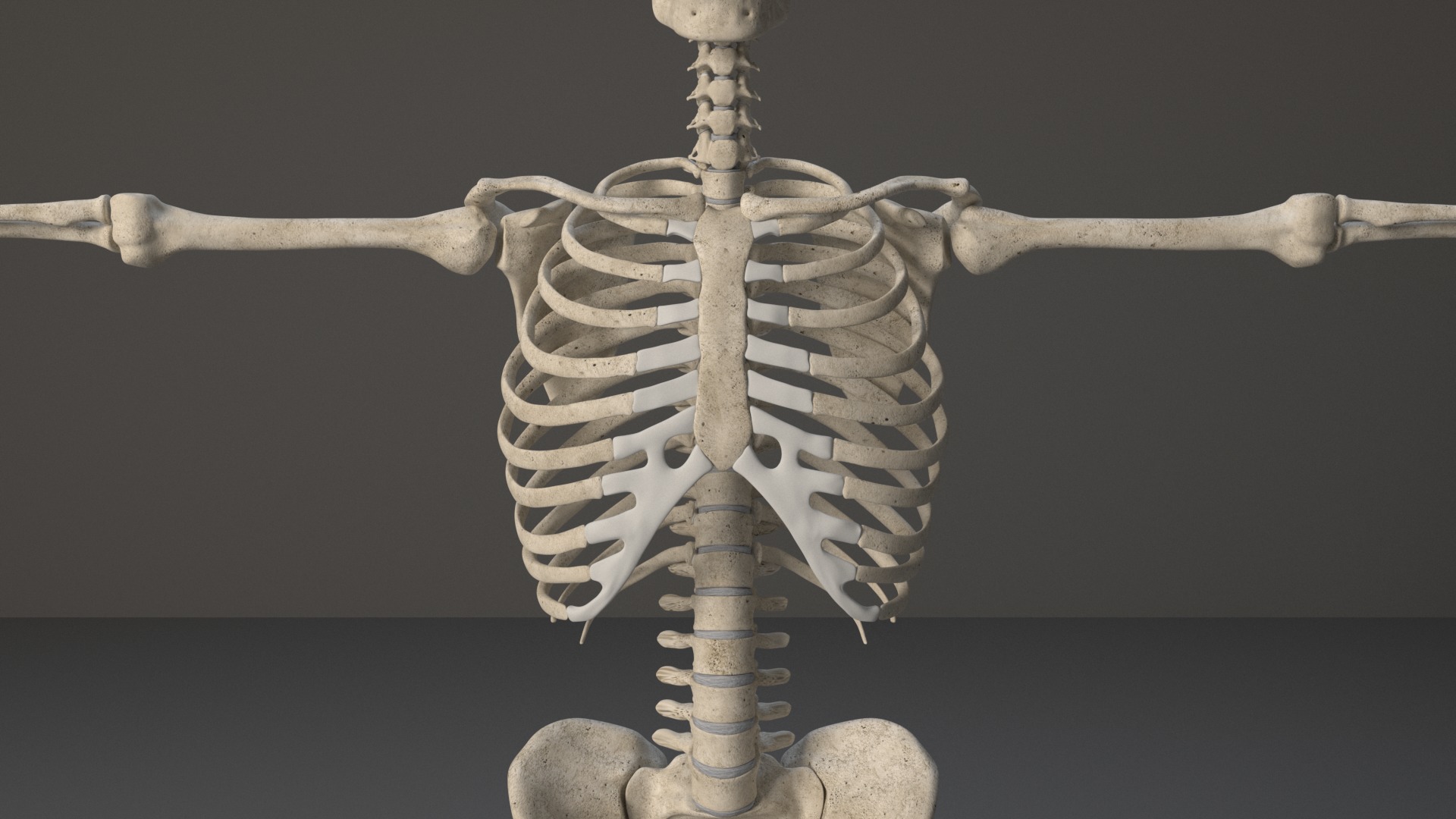 Human Skeleton 3D model_4