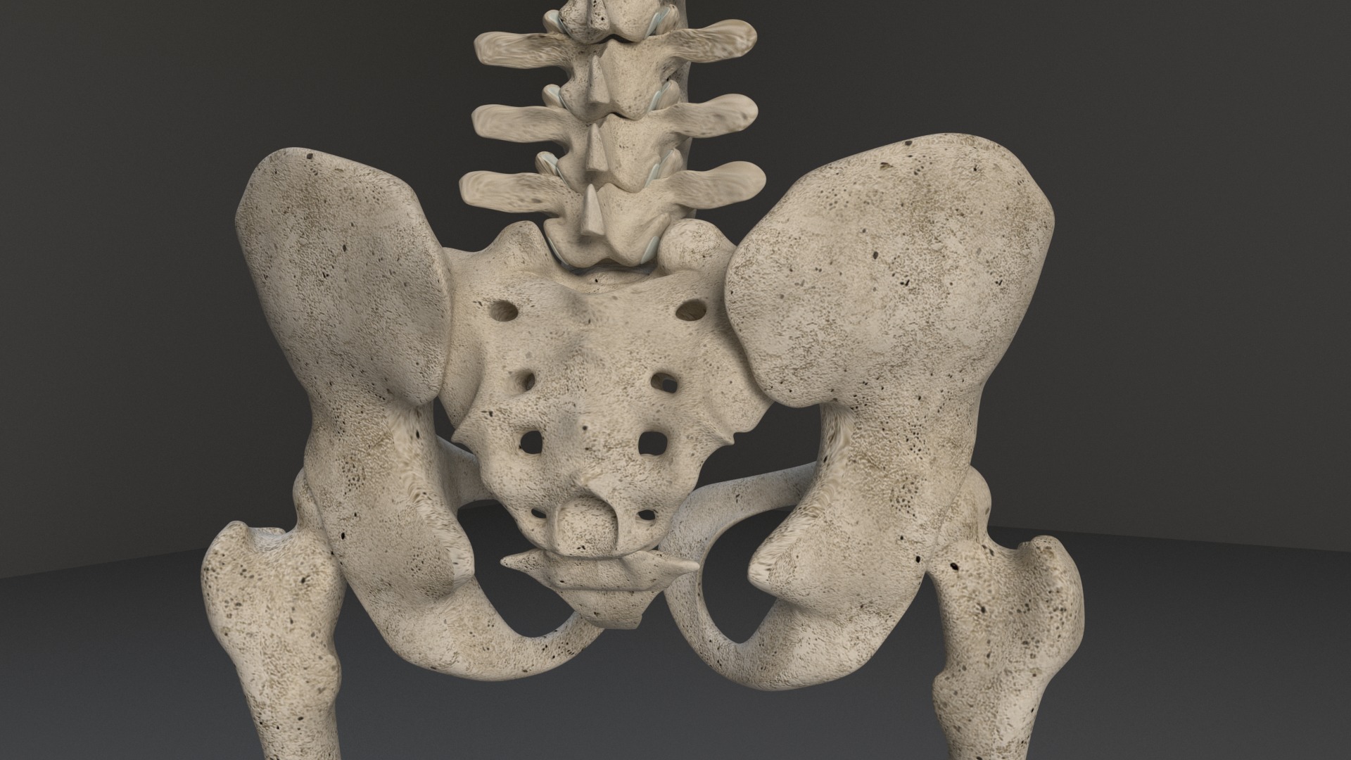 Human Skeleton 3D model_24