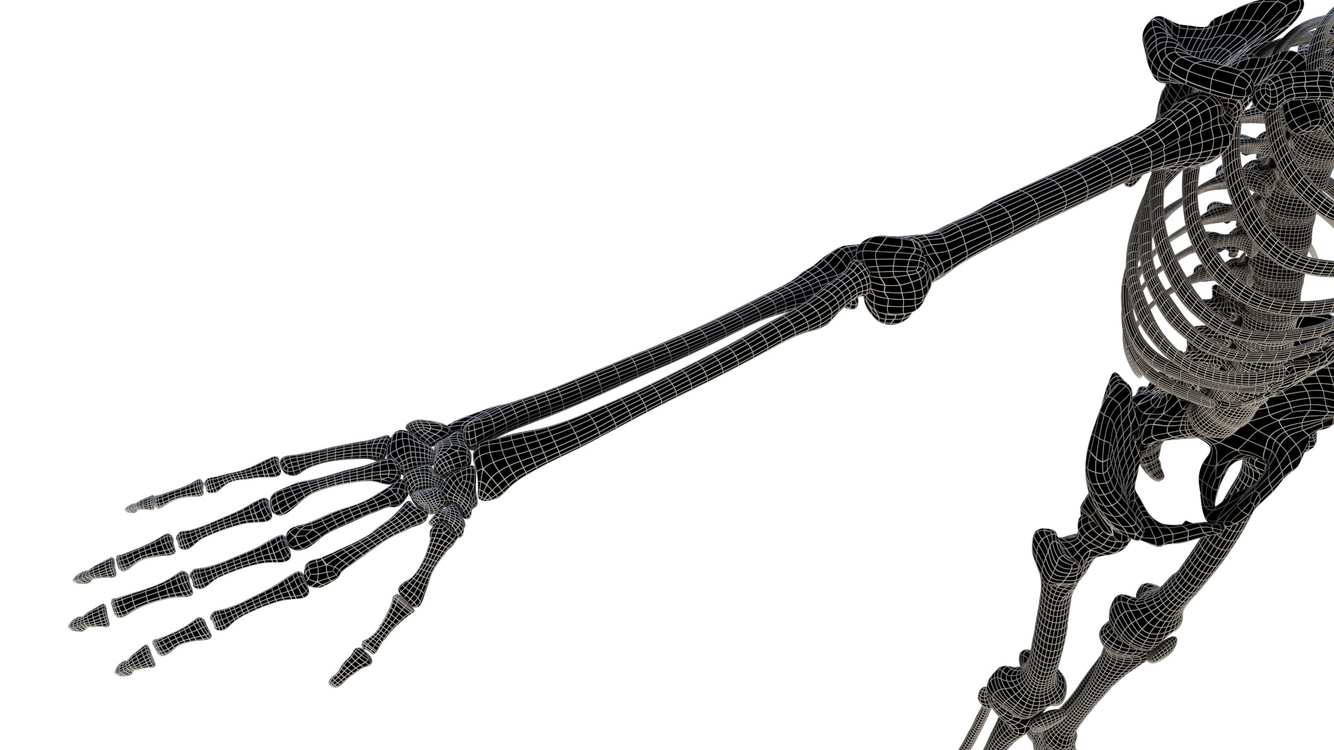 Human Skeleton 3D model_19