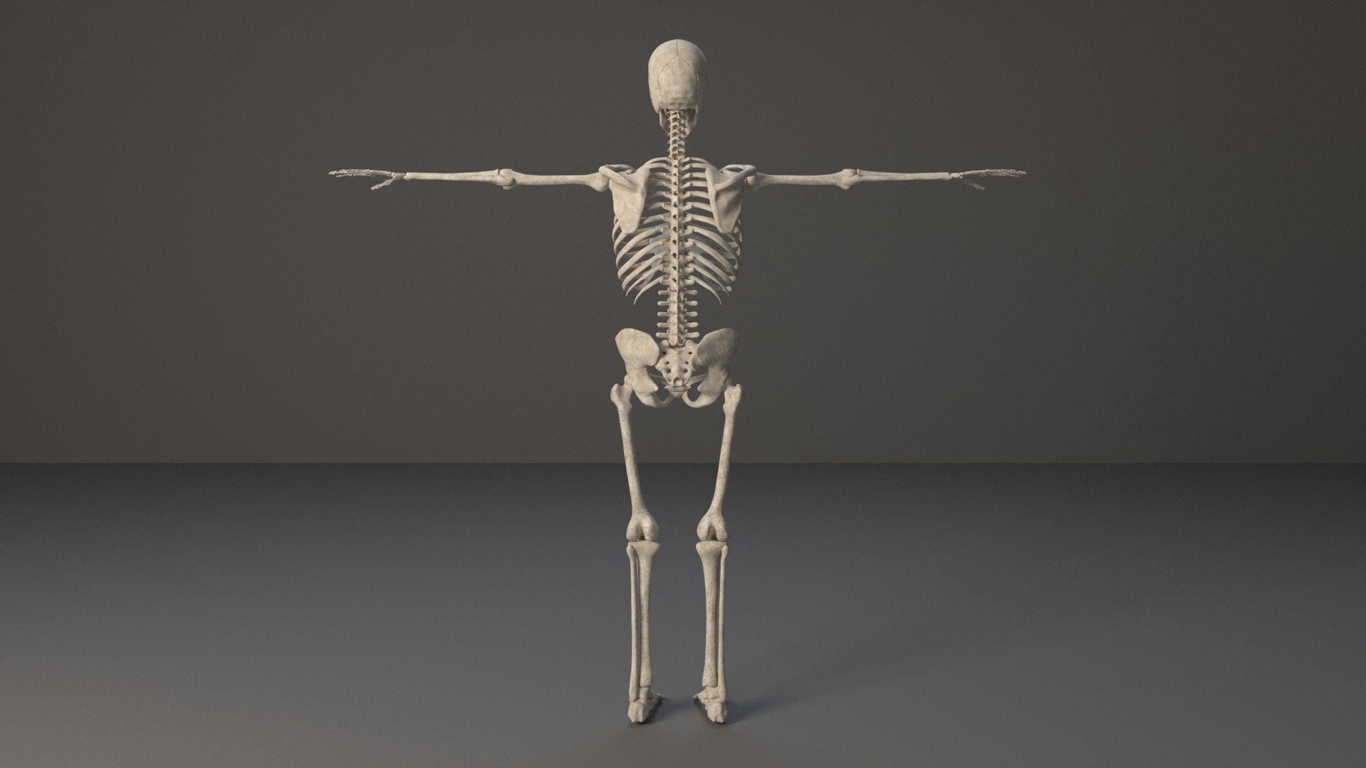 Human Skeleton 3D model_2