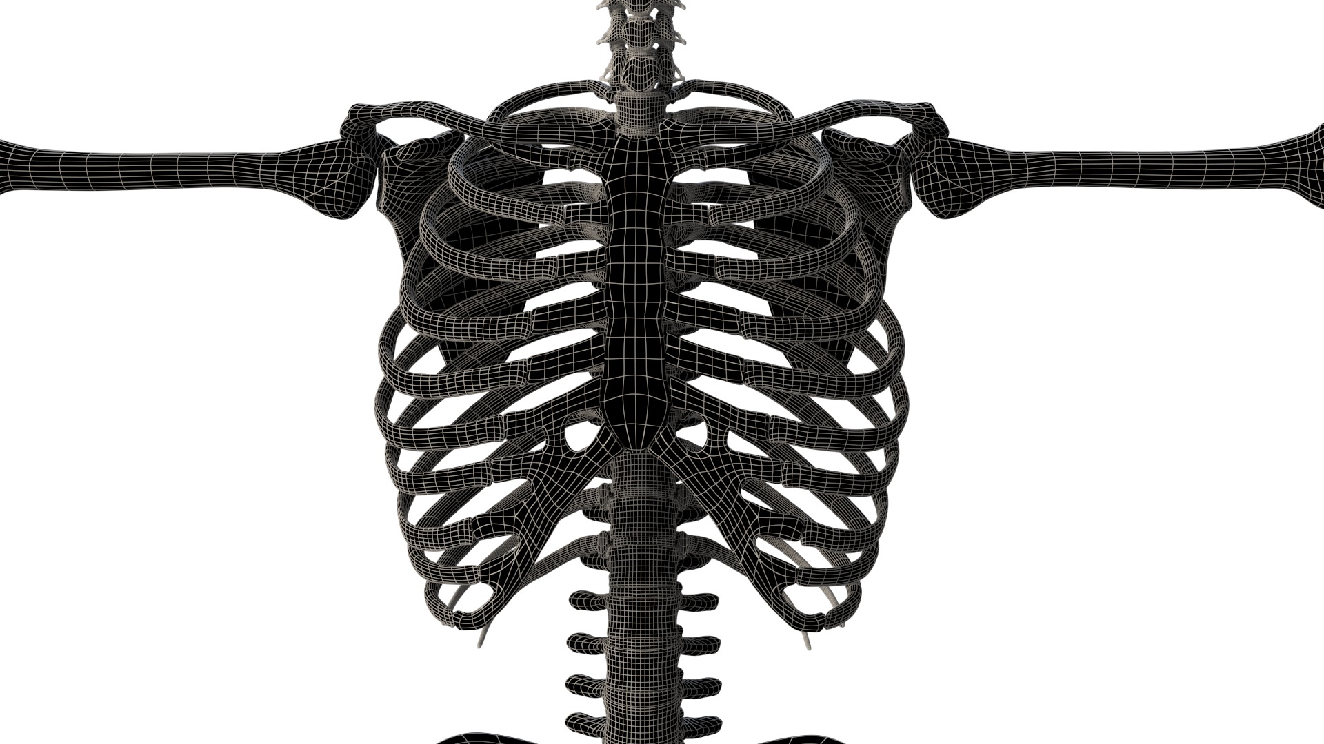 Human Skeleton 3D model_15