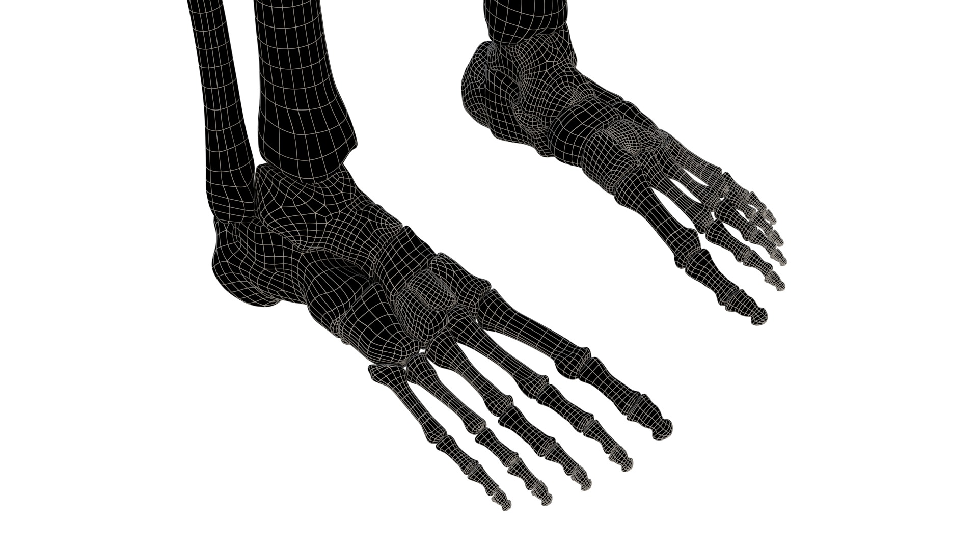 Human Skeleton 3D model_18