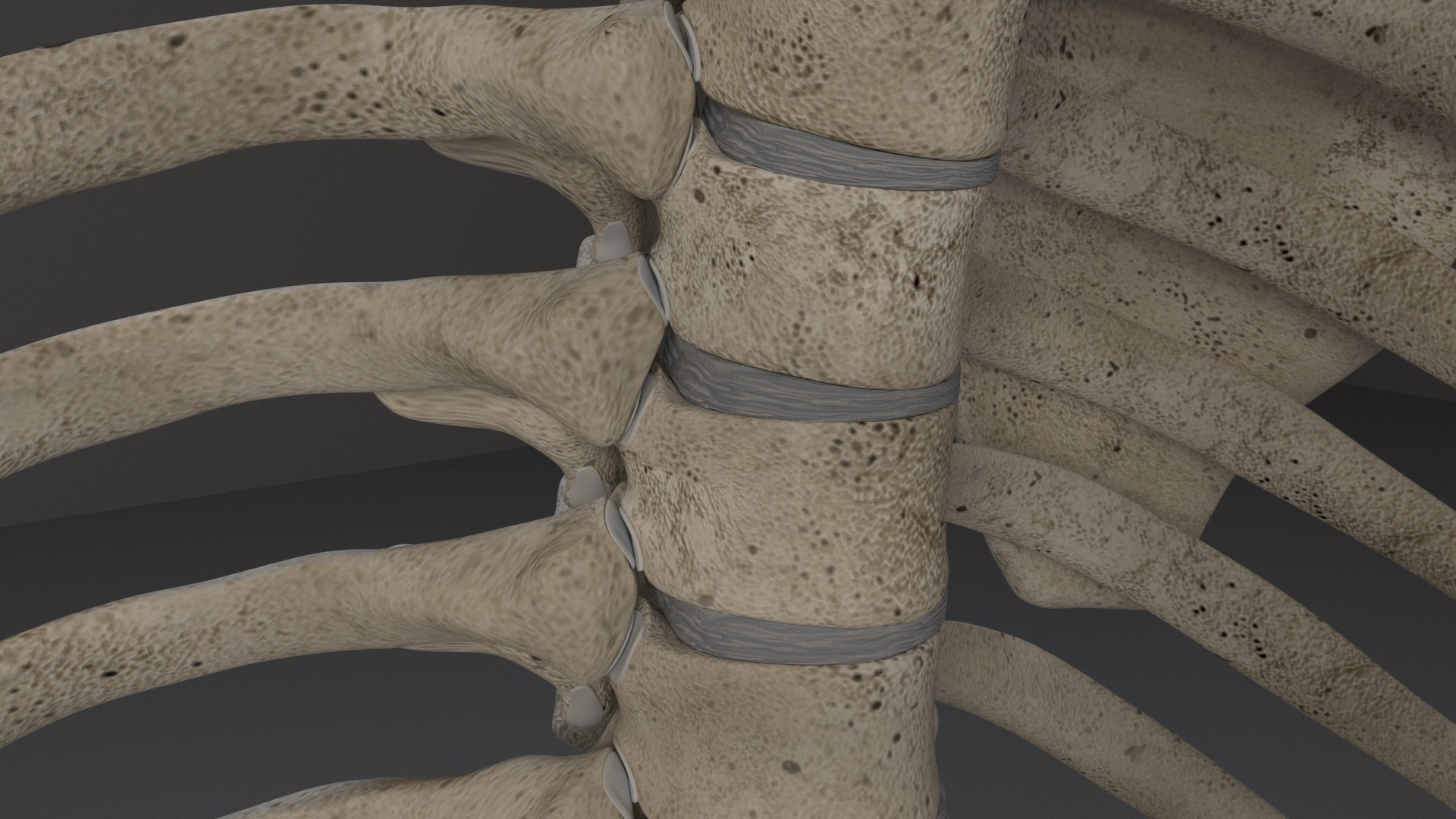 Human Skeleton 3D model_28