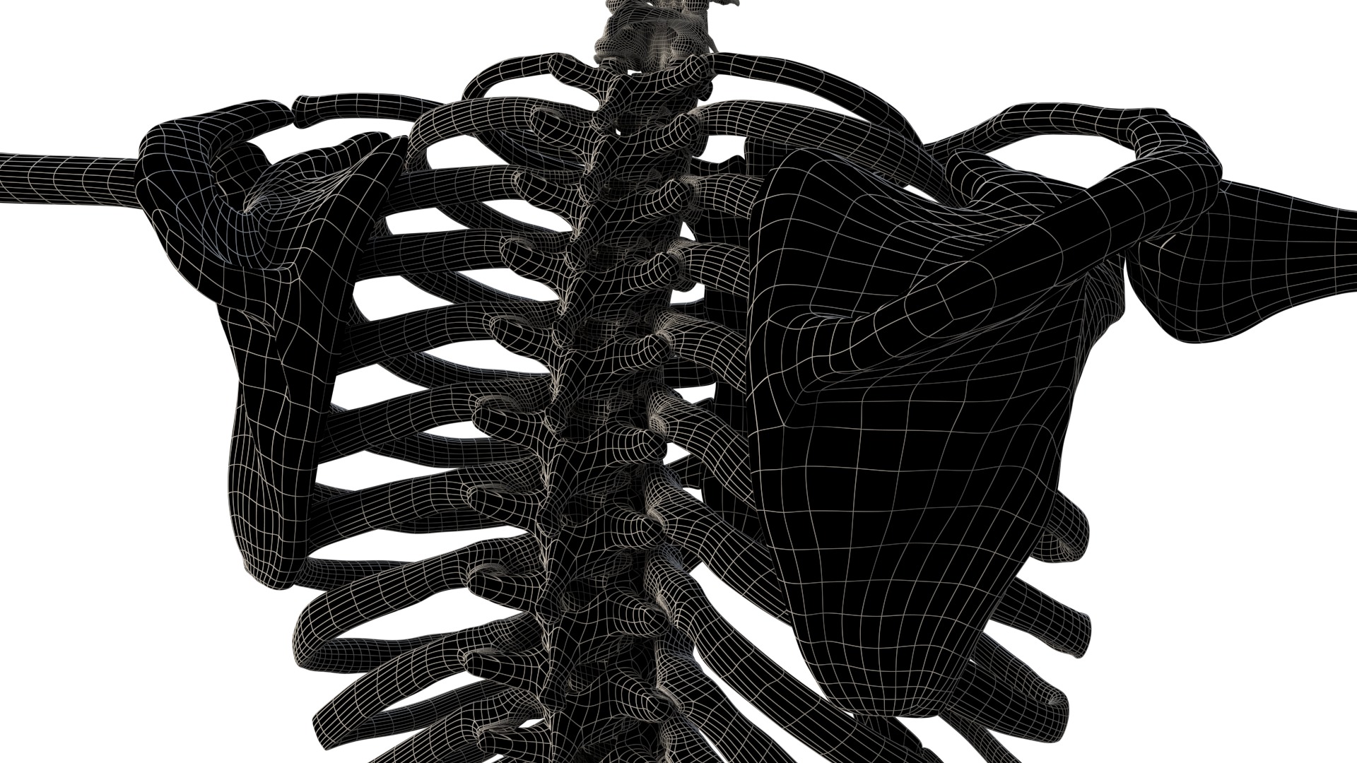 Human Skeleton 3D model_20