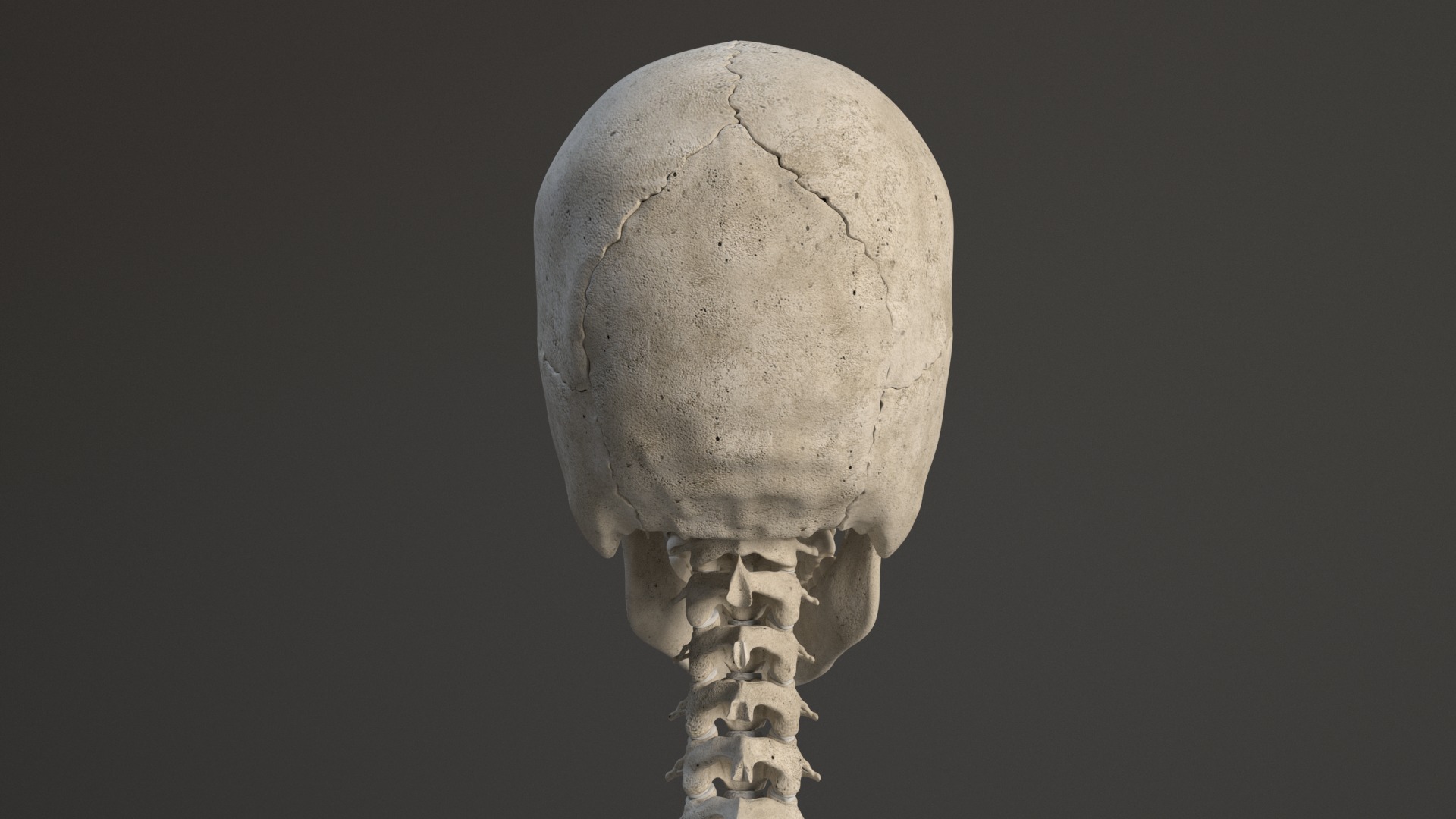 Human Skeleton 3D model_8