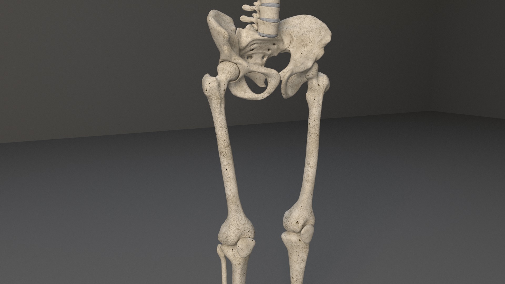 Human Skeleton 3D model_5