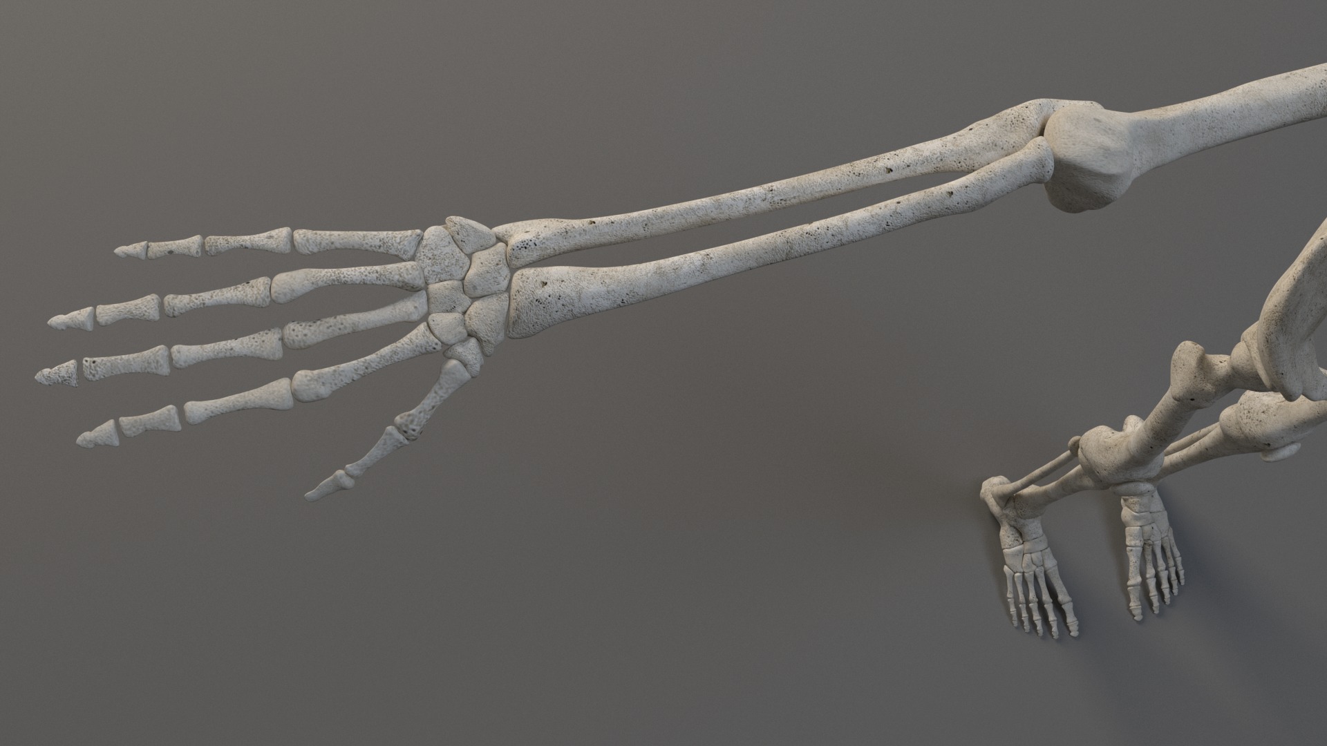 Human Skeleton 3D model_26