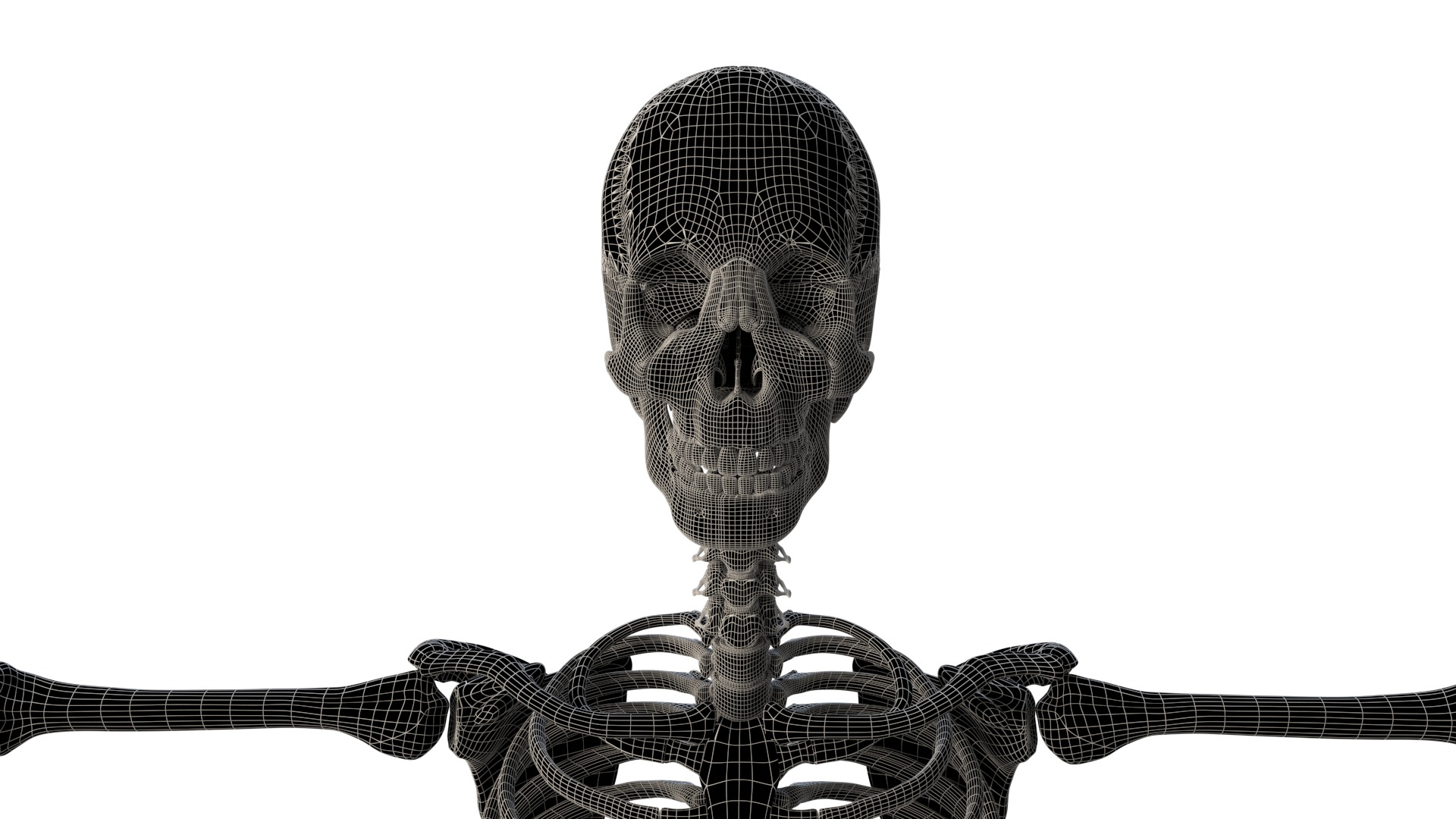 Human Skeleton 3D model_14