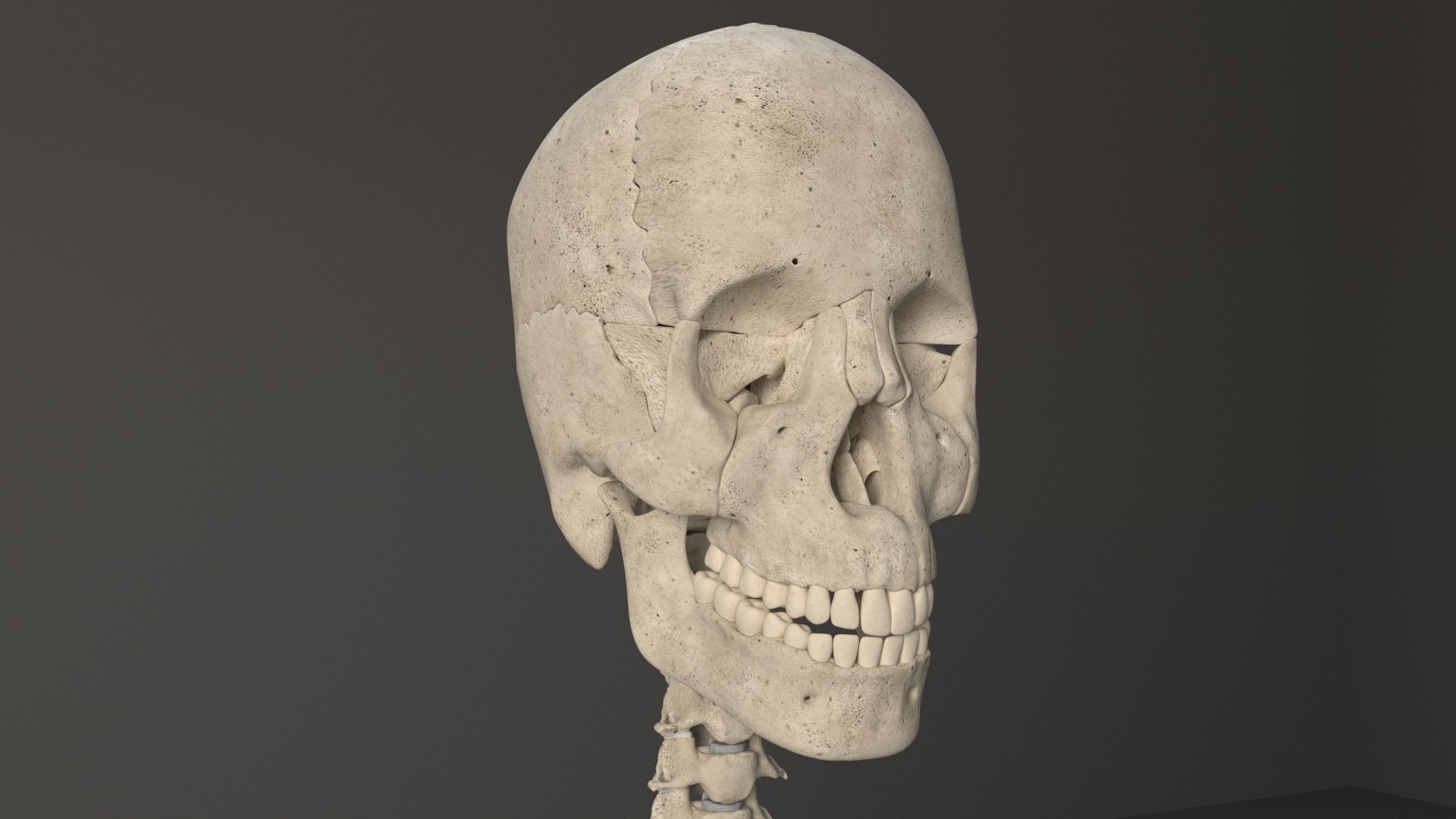 Human Skeleton 3D model_6