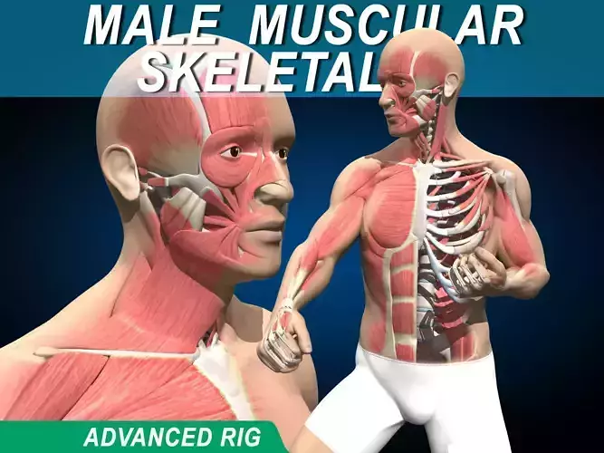 Male Muscular Skeletal V2 - Advanced Rig