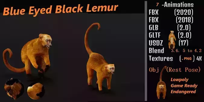 Blue Eyed Black Lemur