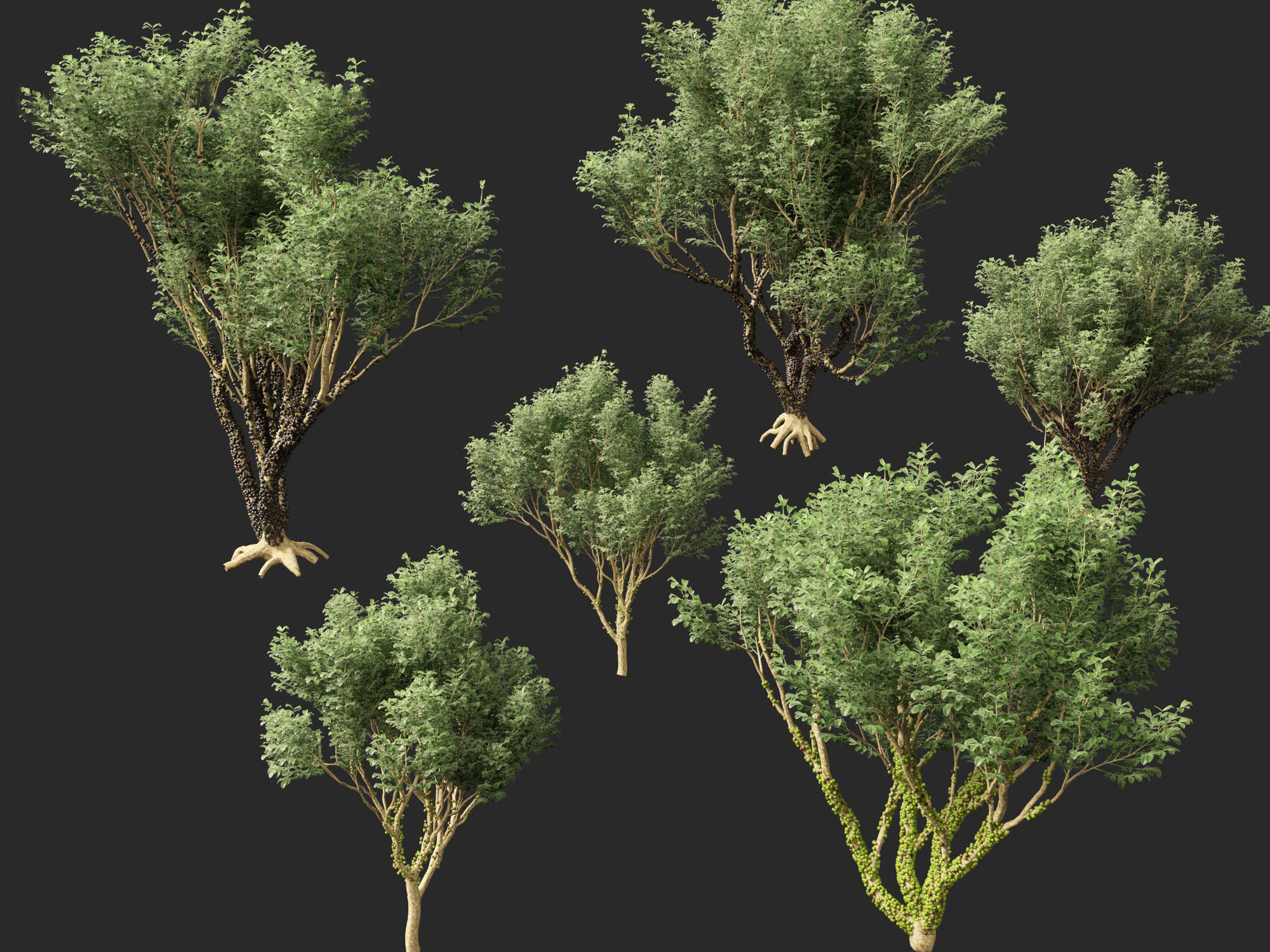 Plinia cauliflora -  Brazilian grape tree 3D model_12