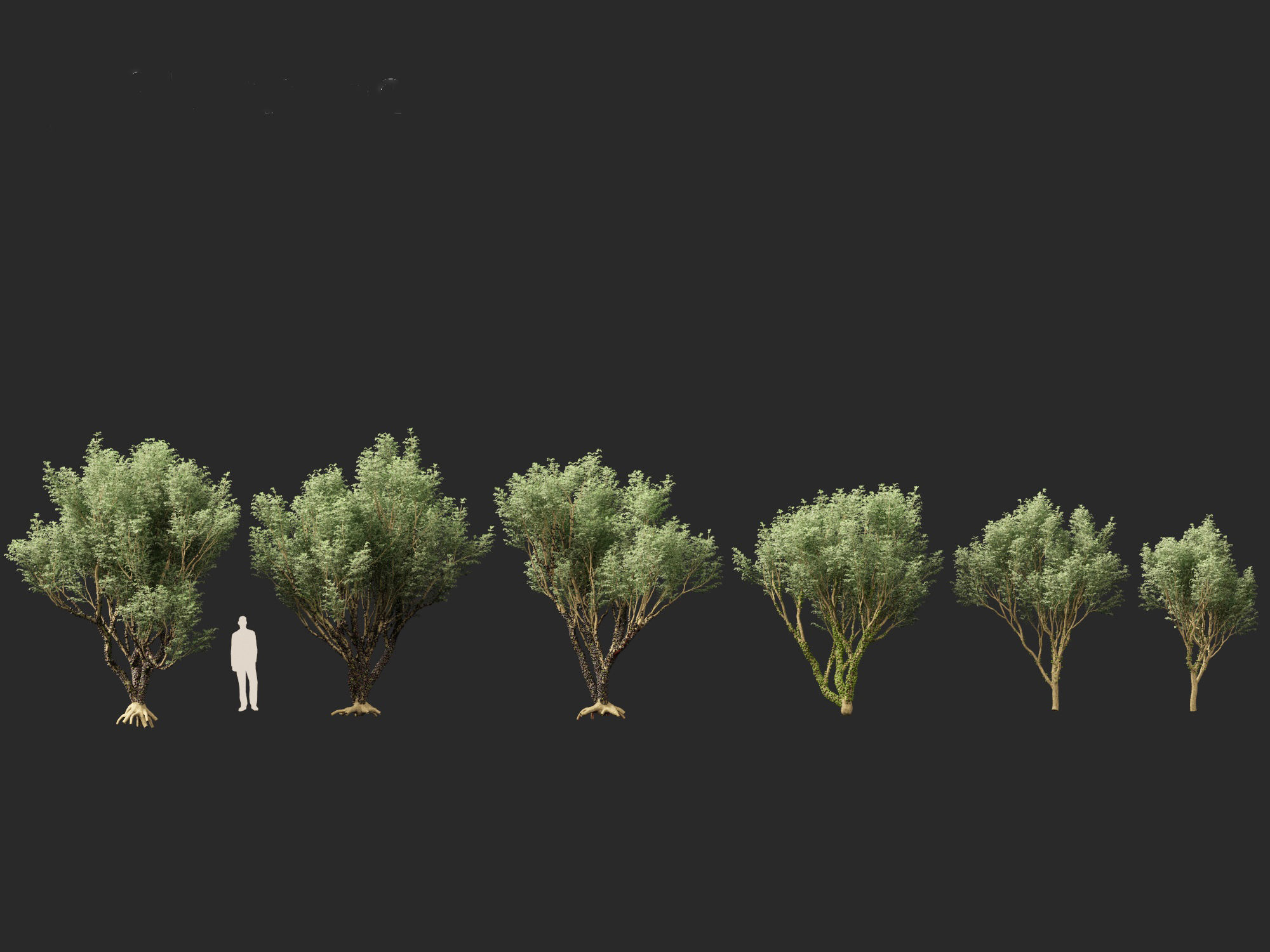Plinia cauliflora -  Brazilian grape tree 3D model_6
