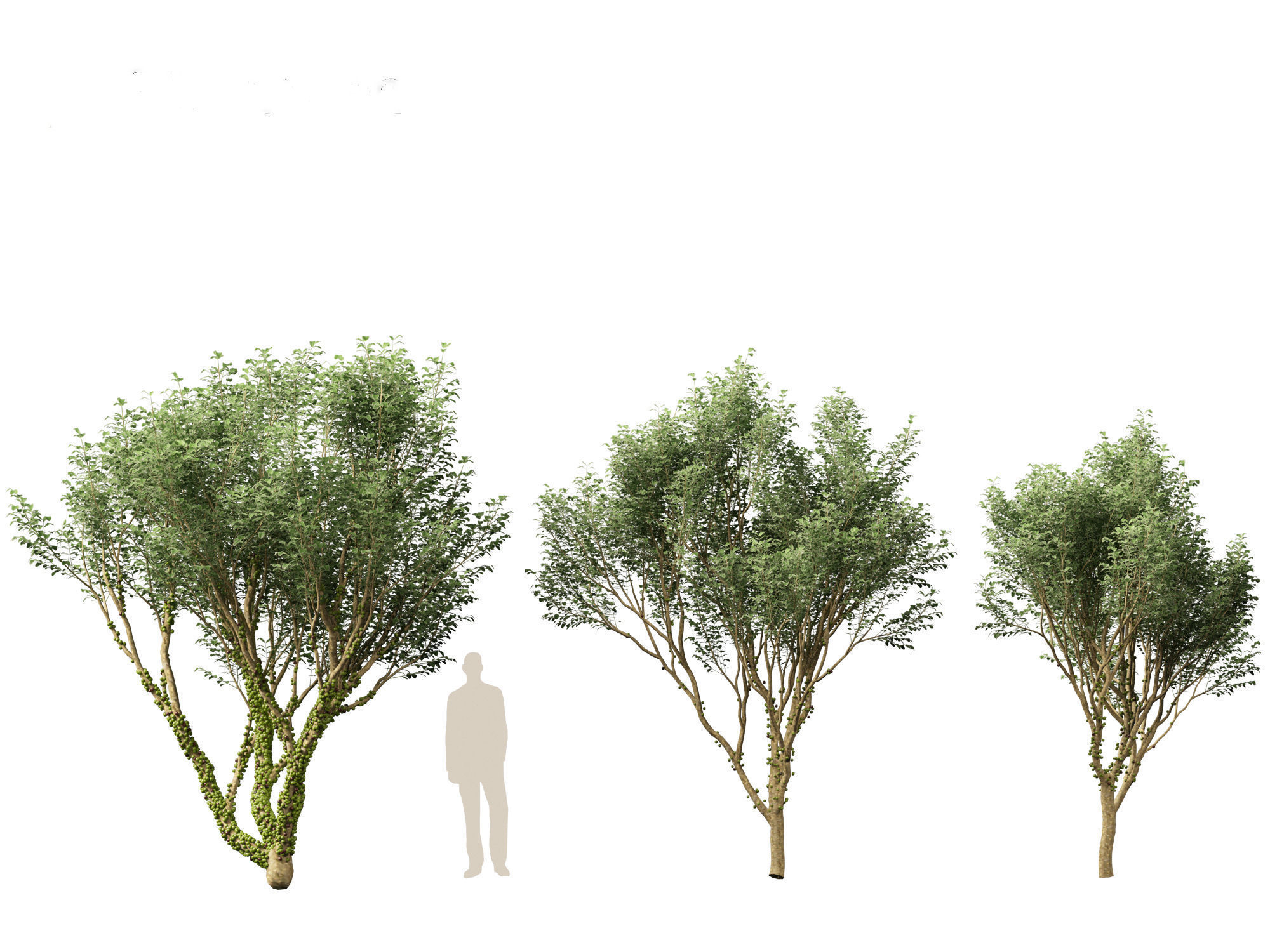 Plinia cauliflora -  Brazilian grape tree 3D model_13