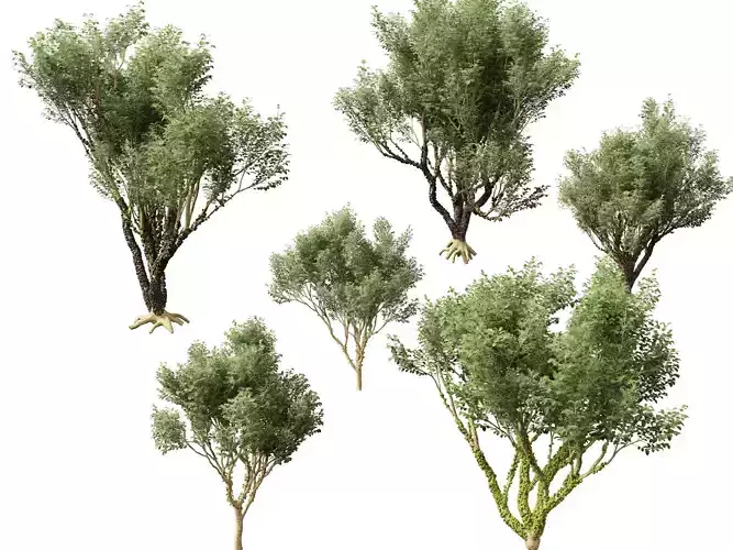 Plinia cauliflora -  Brazilian grape tree 3D model