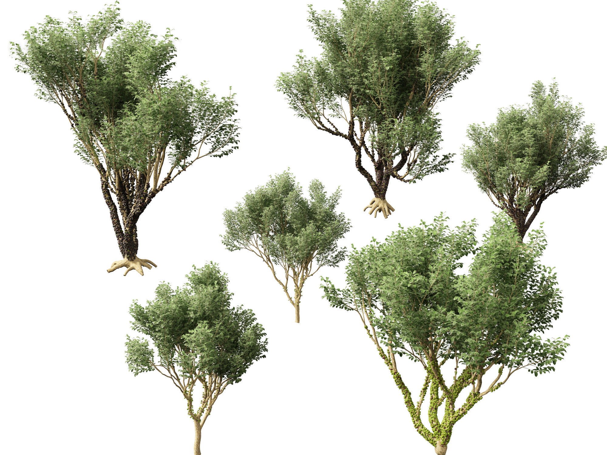 Plinia cauliflora -  Brazilian grape tree 3D model_4