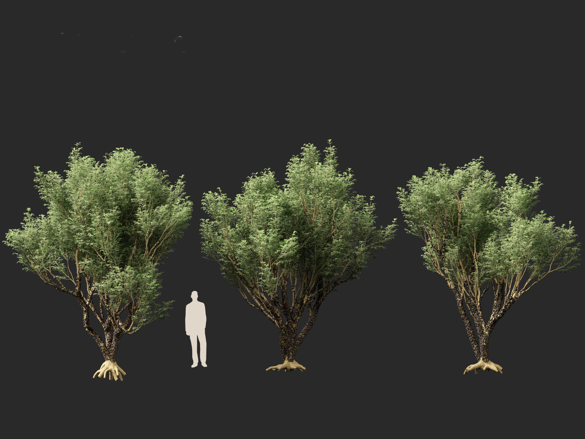Plinia cauliflora -  Brazilian grape tree 3D model_5