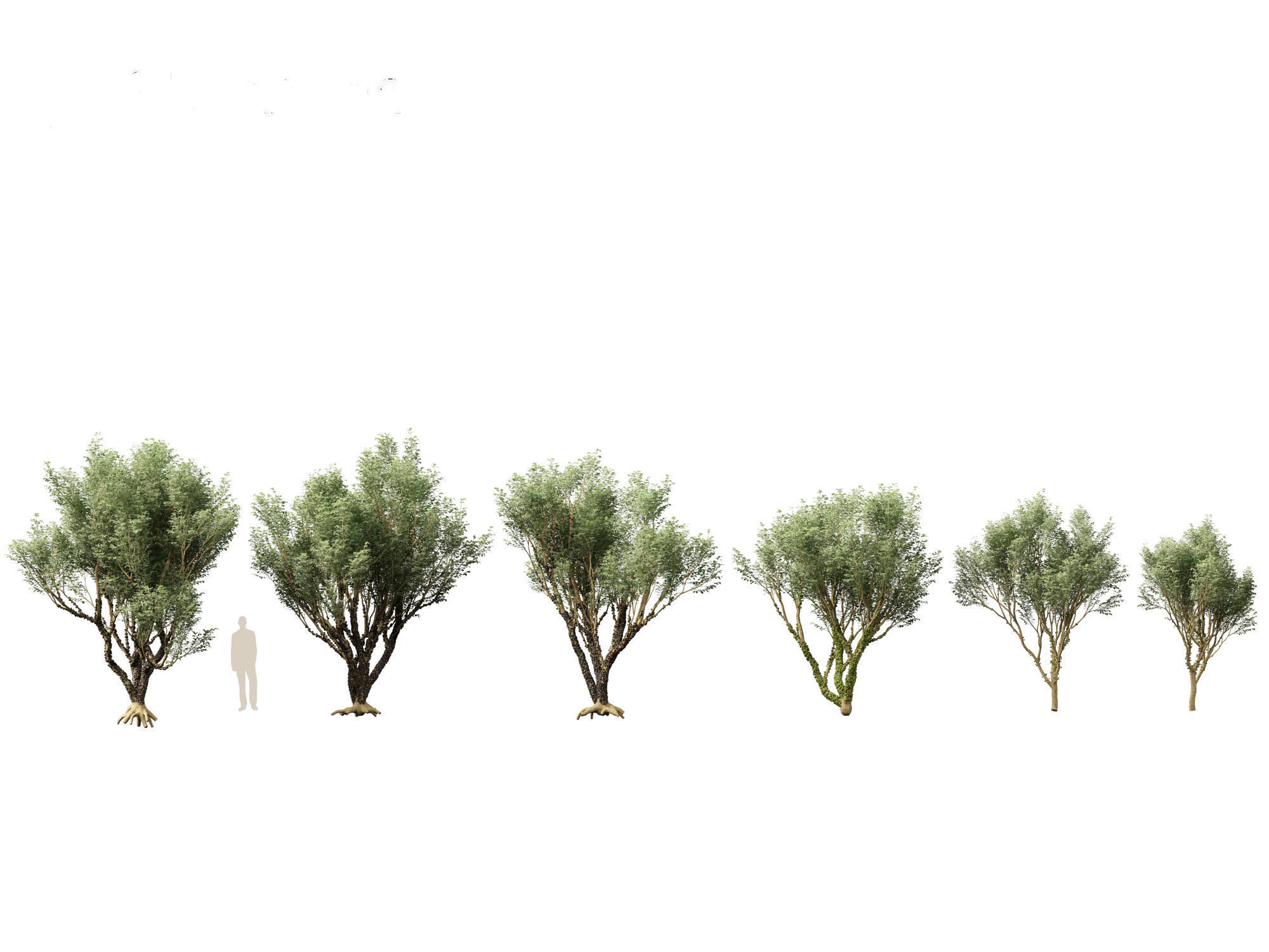 Plinia cauliflora -  Brazilian grape tree 3D model_1