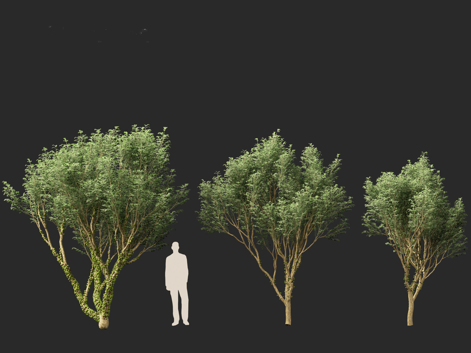 Plinia cauliflora -  Brazilian grape tree 3D model_8