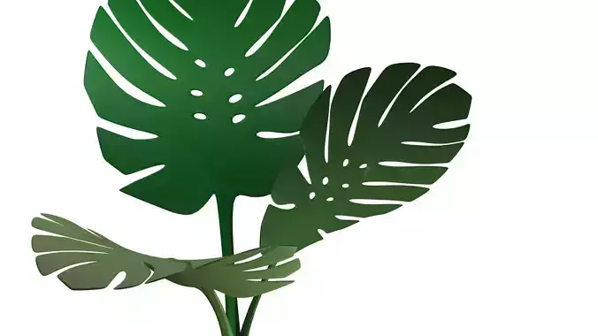 Monstera-deliciosa