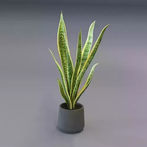 Snake Plant - Dracaena trifasciata 3D model