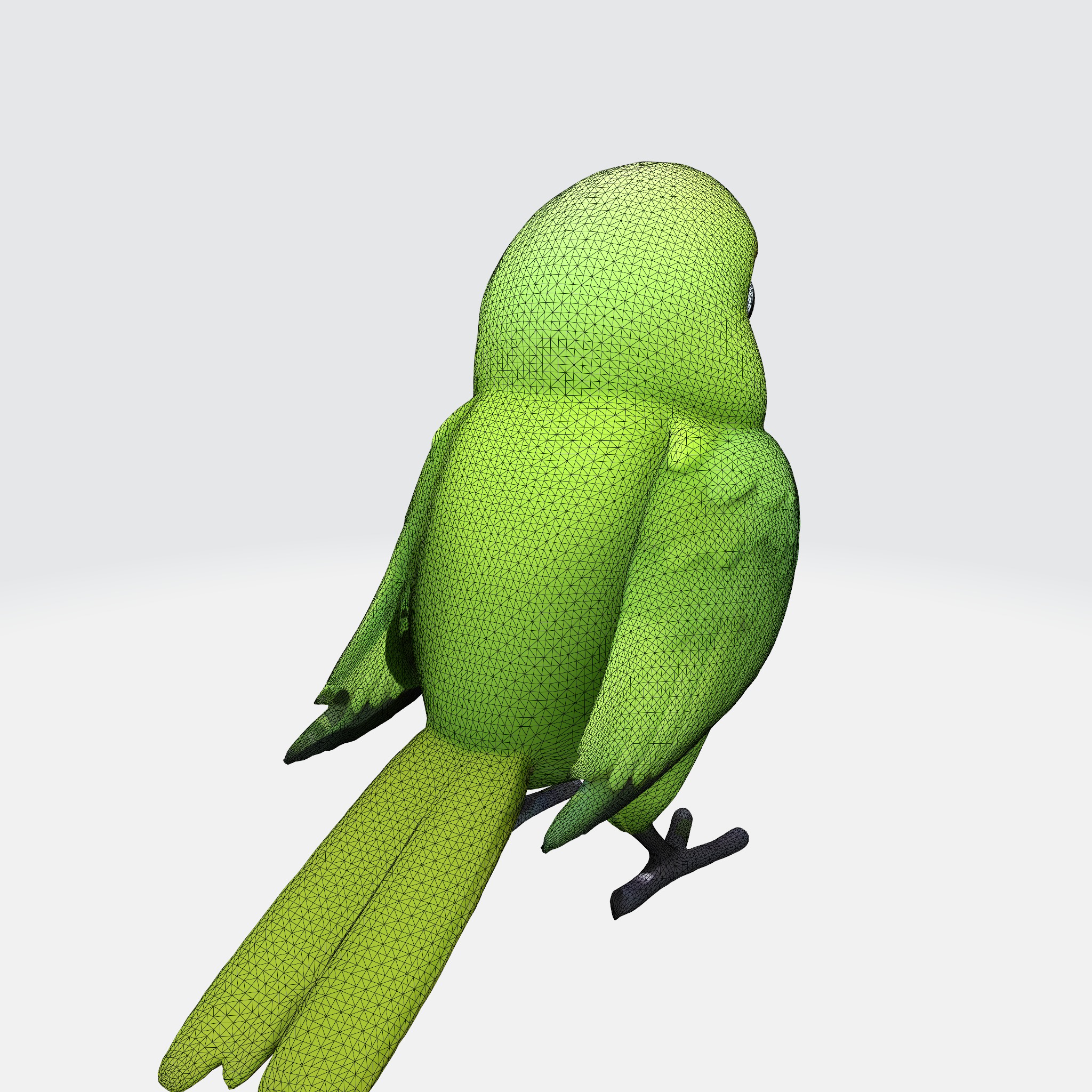 Adorable Parakeet 3D model_12