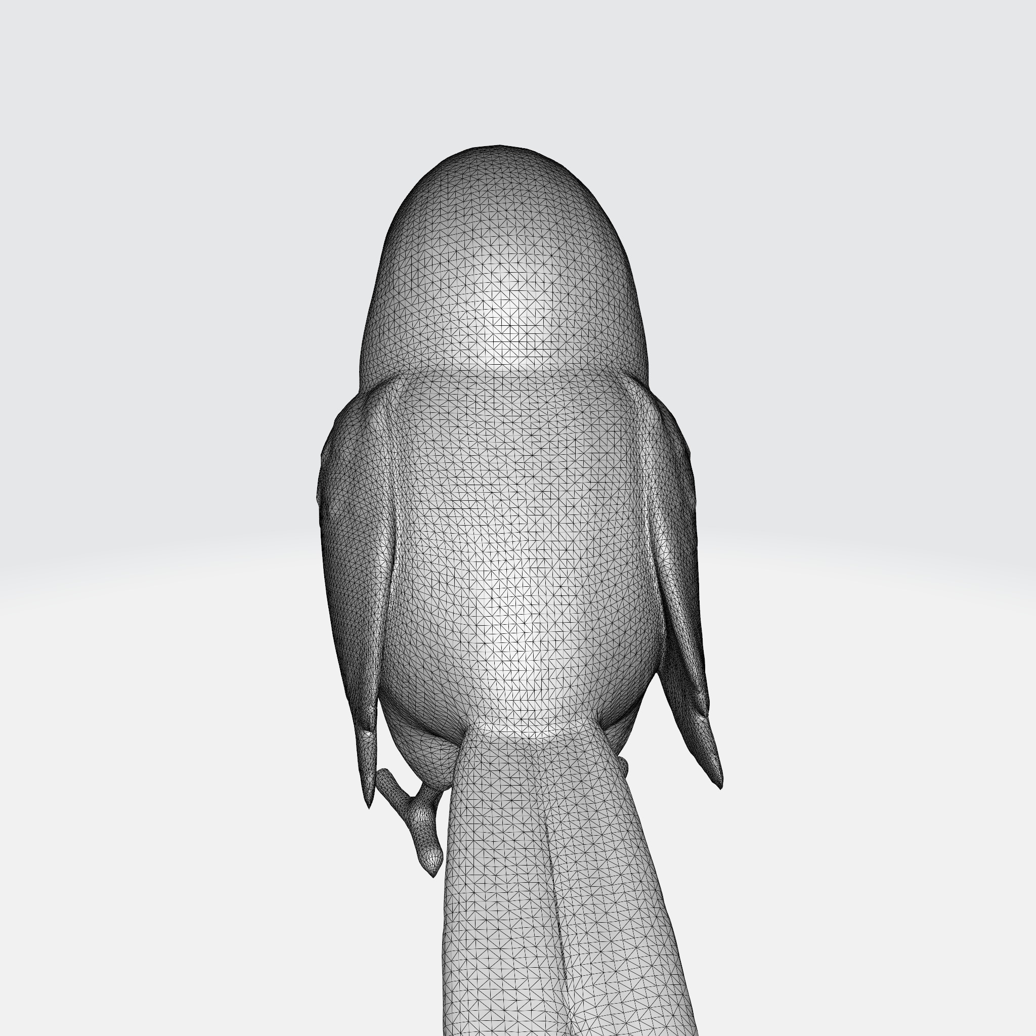 Adorable Parakeet 3D model_9