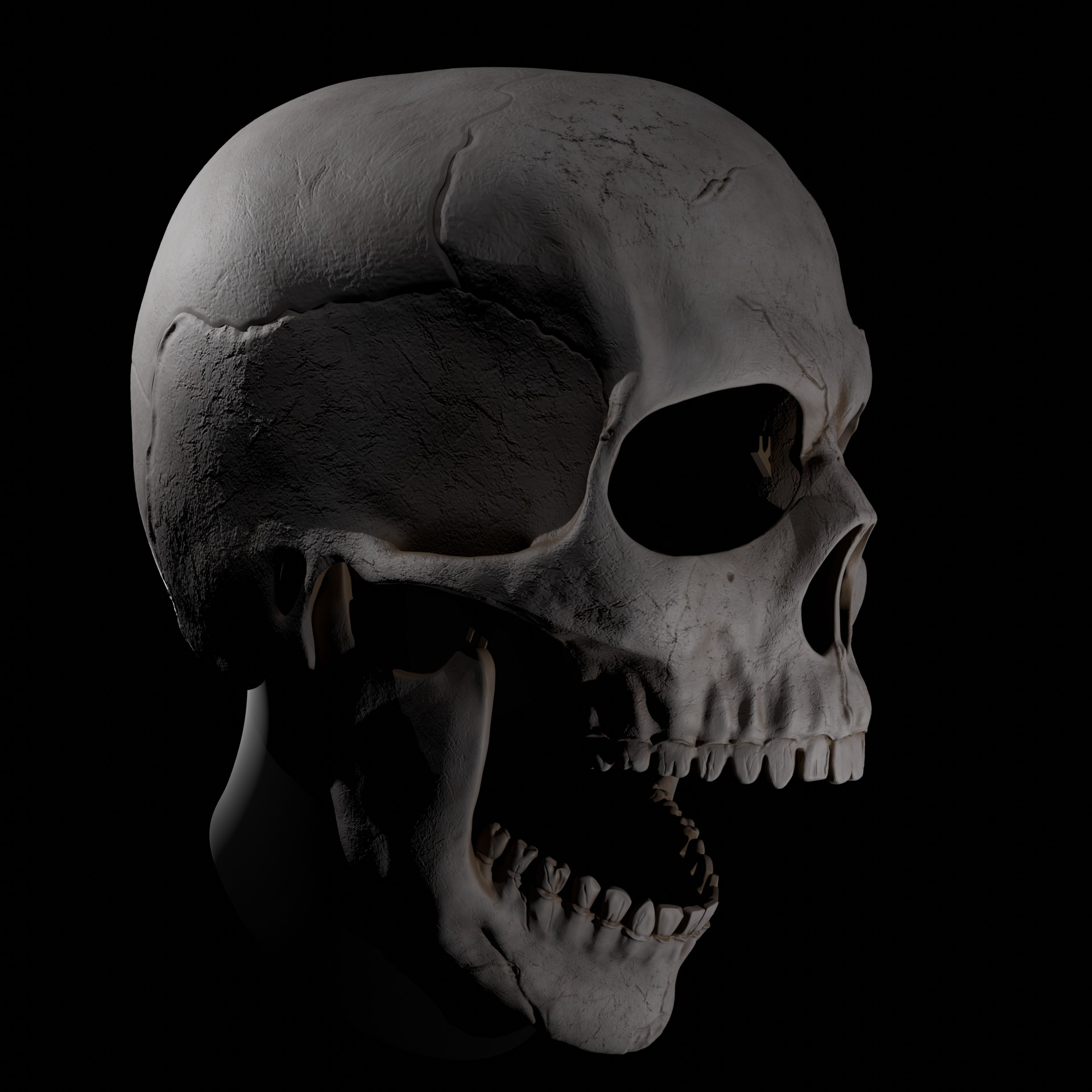 Magnetic Articulated Skull 3D print model_1